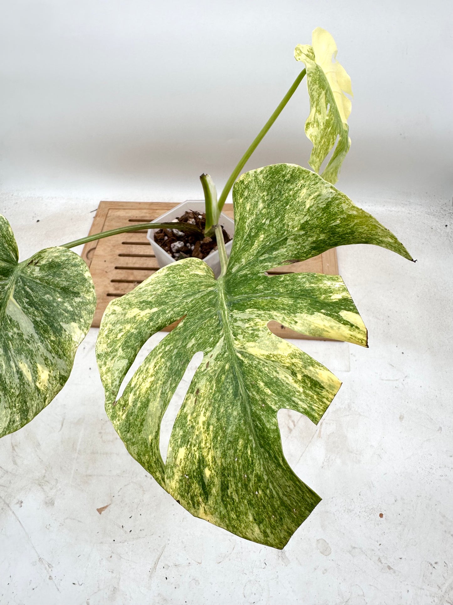 Monstera Legacy - Thanksgiving Sale 💚