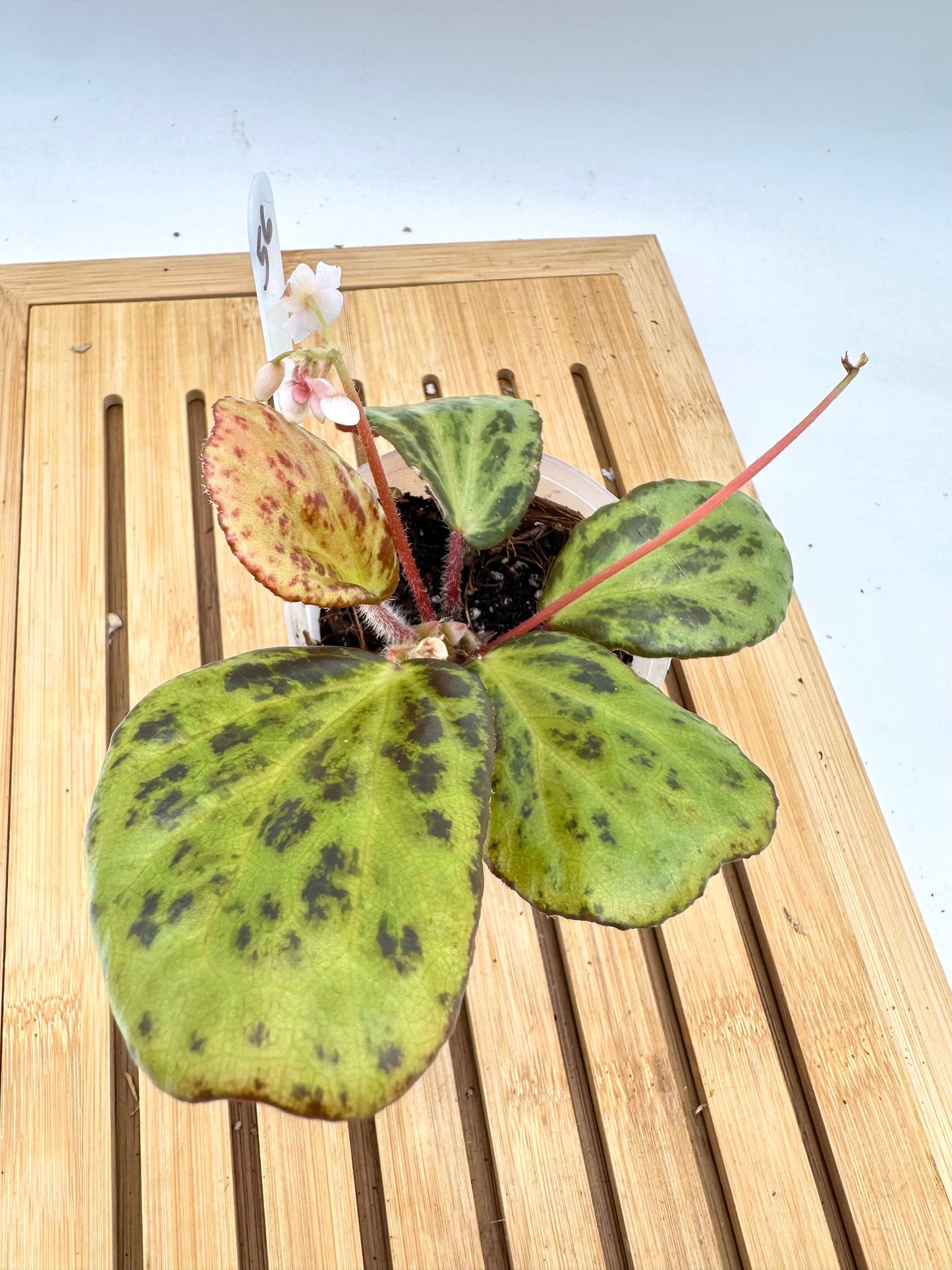 Begonia Blancii Mottled