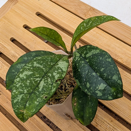 Hoya Crassipetiolata Splash