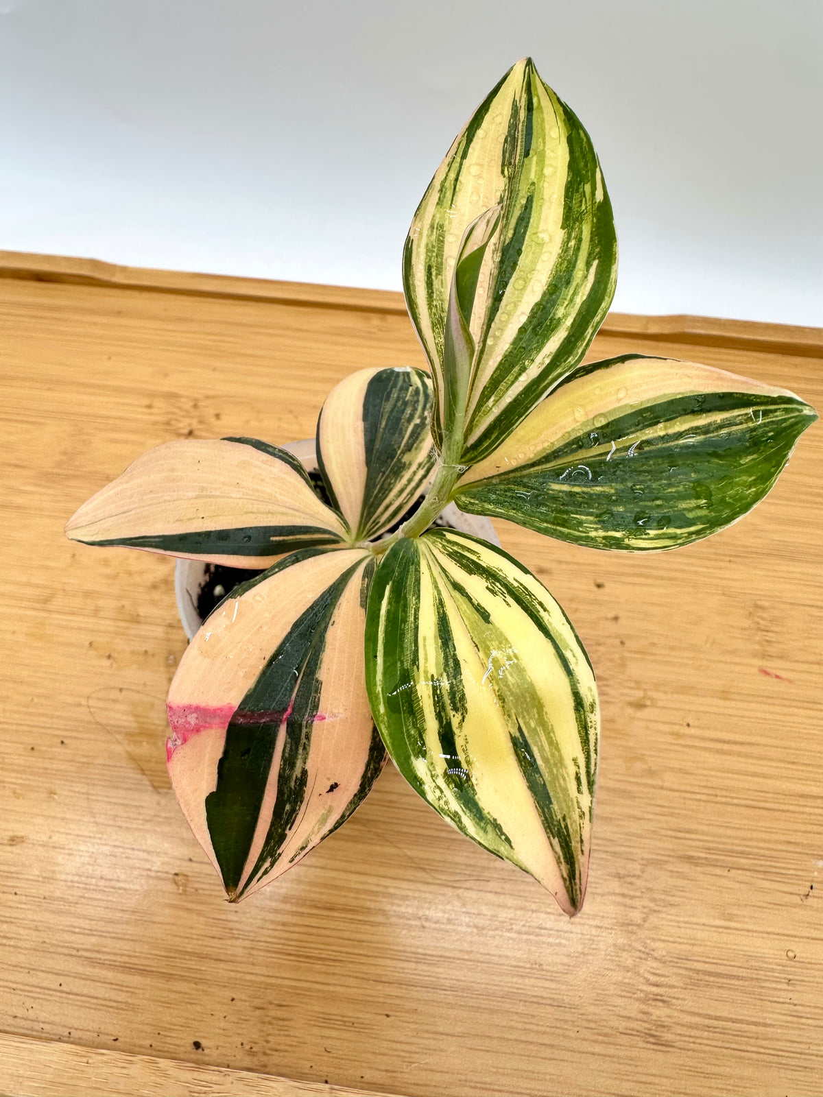 Spiral Ginger Pink Variegated