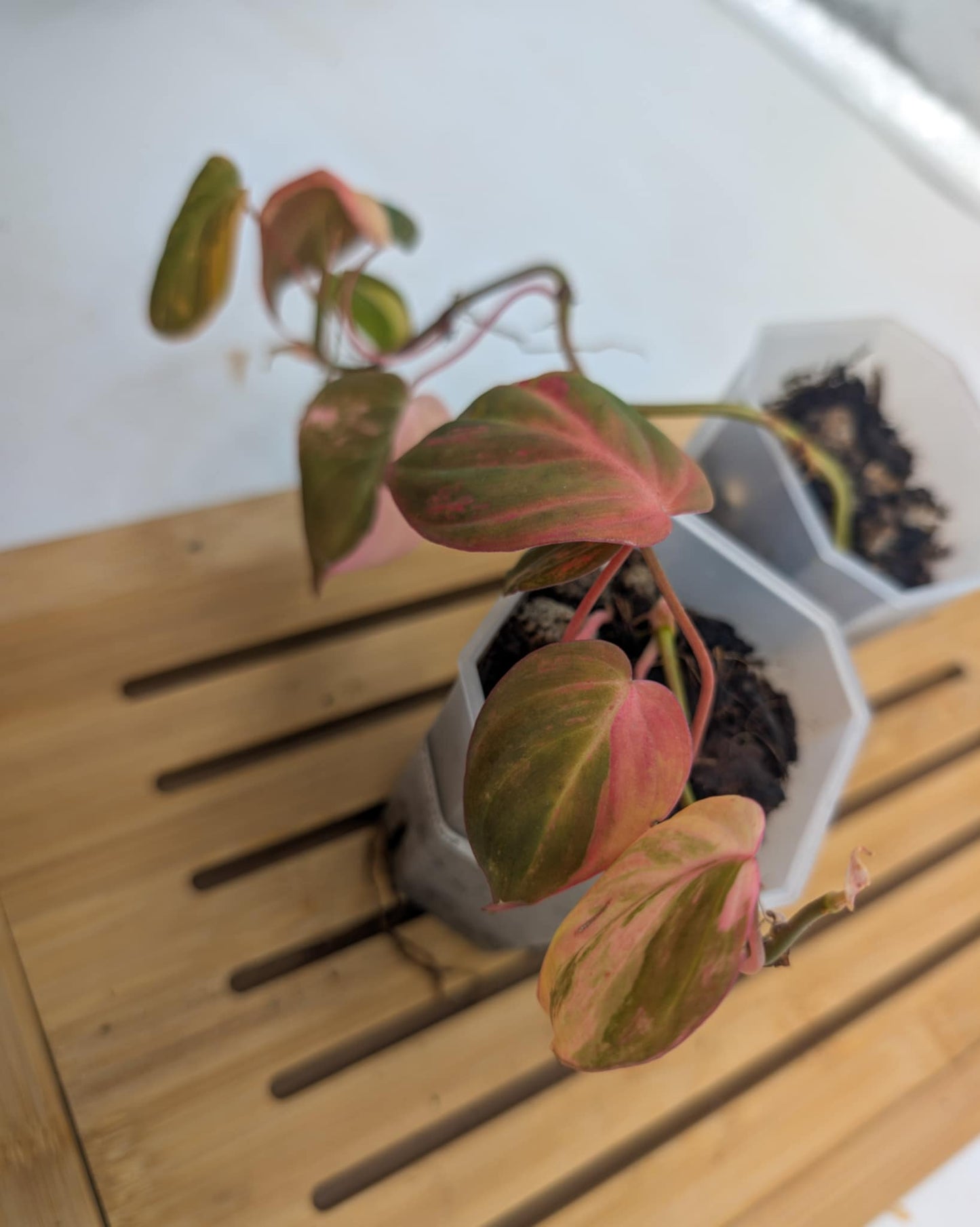 Philodendron Micans Variegated