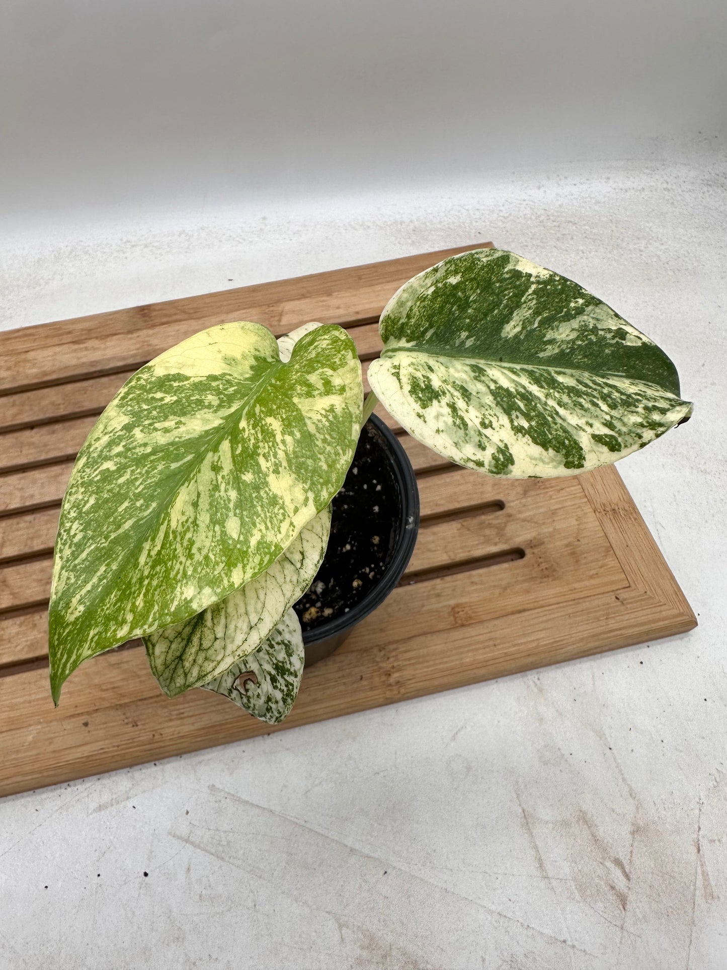 Monstera White Monster in 4” pot