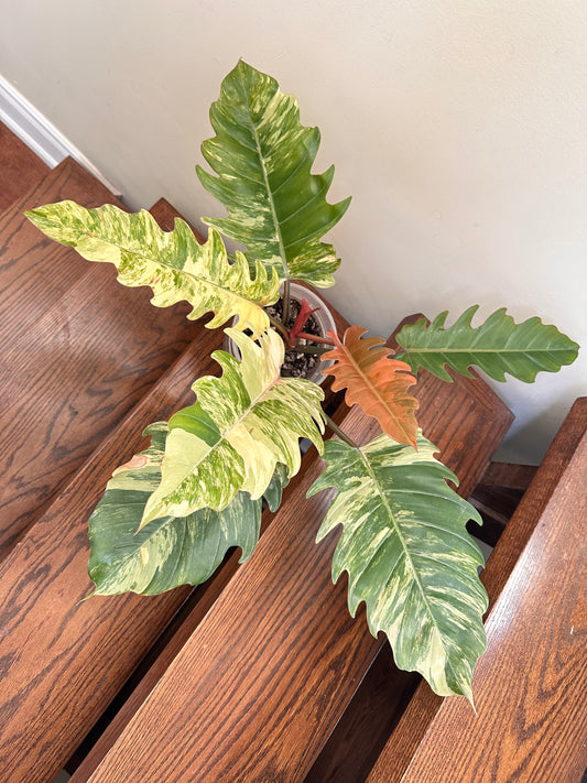 Philodendron Caramel Marble Variegated