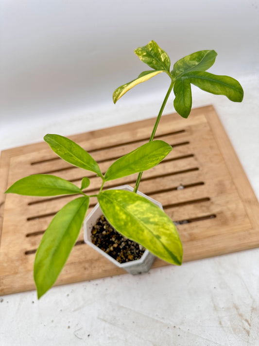 Philodendron Goeldii Variegated