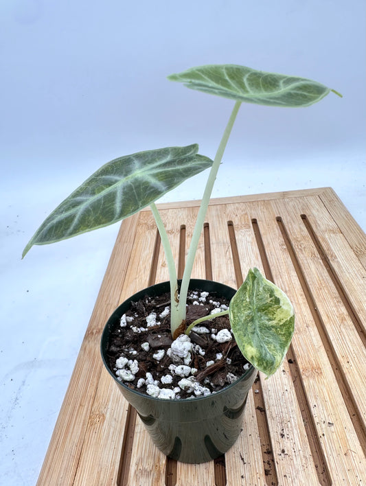 Alocasia Watsoniana Variegated