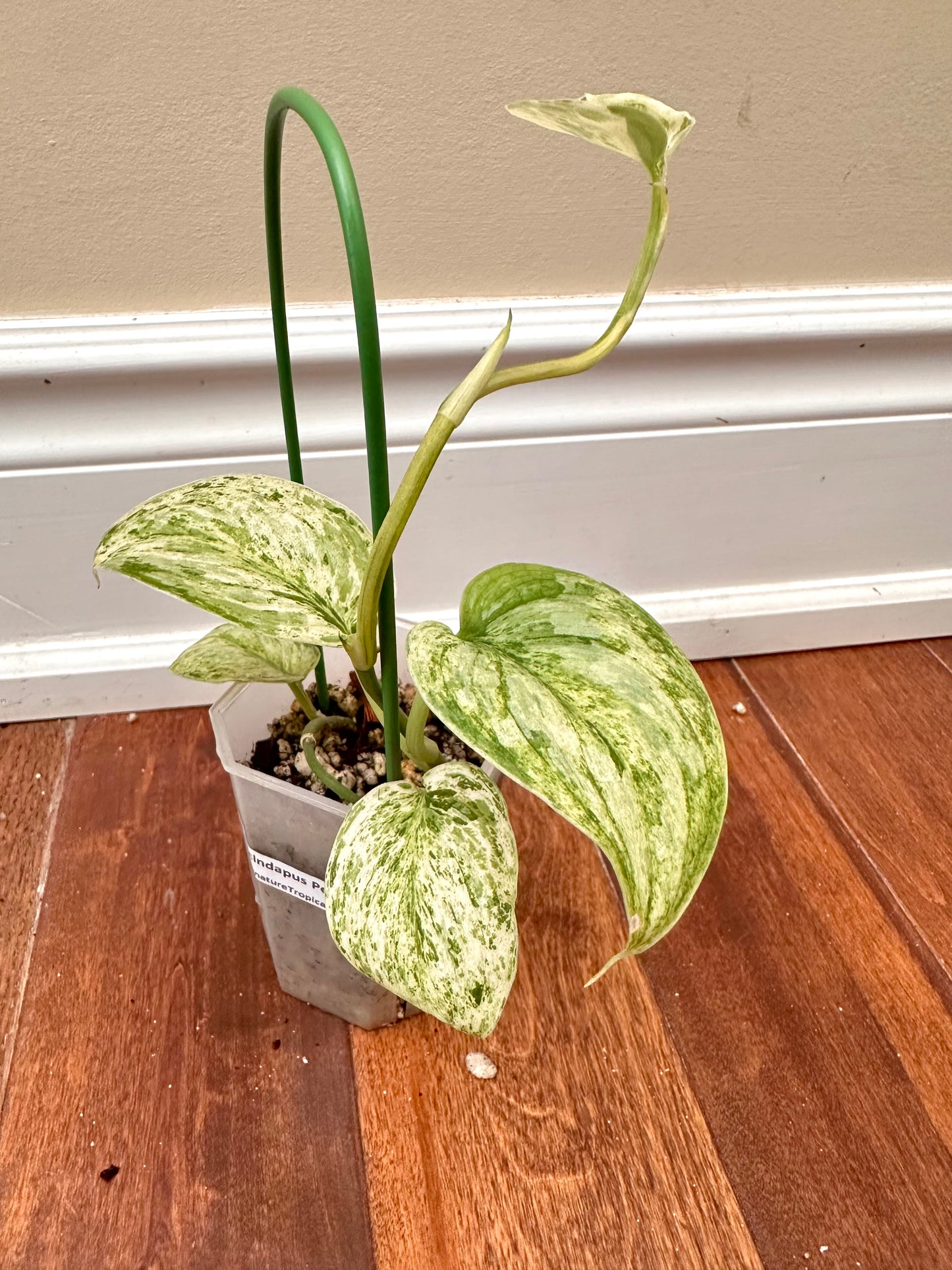 Scindapsus Peasun