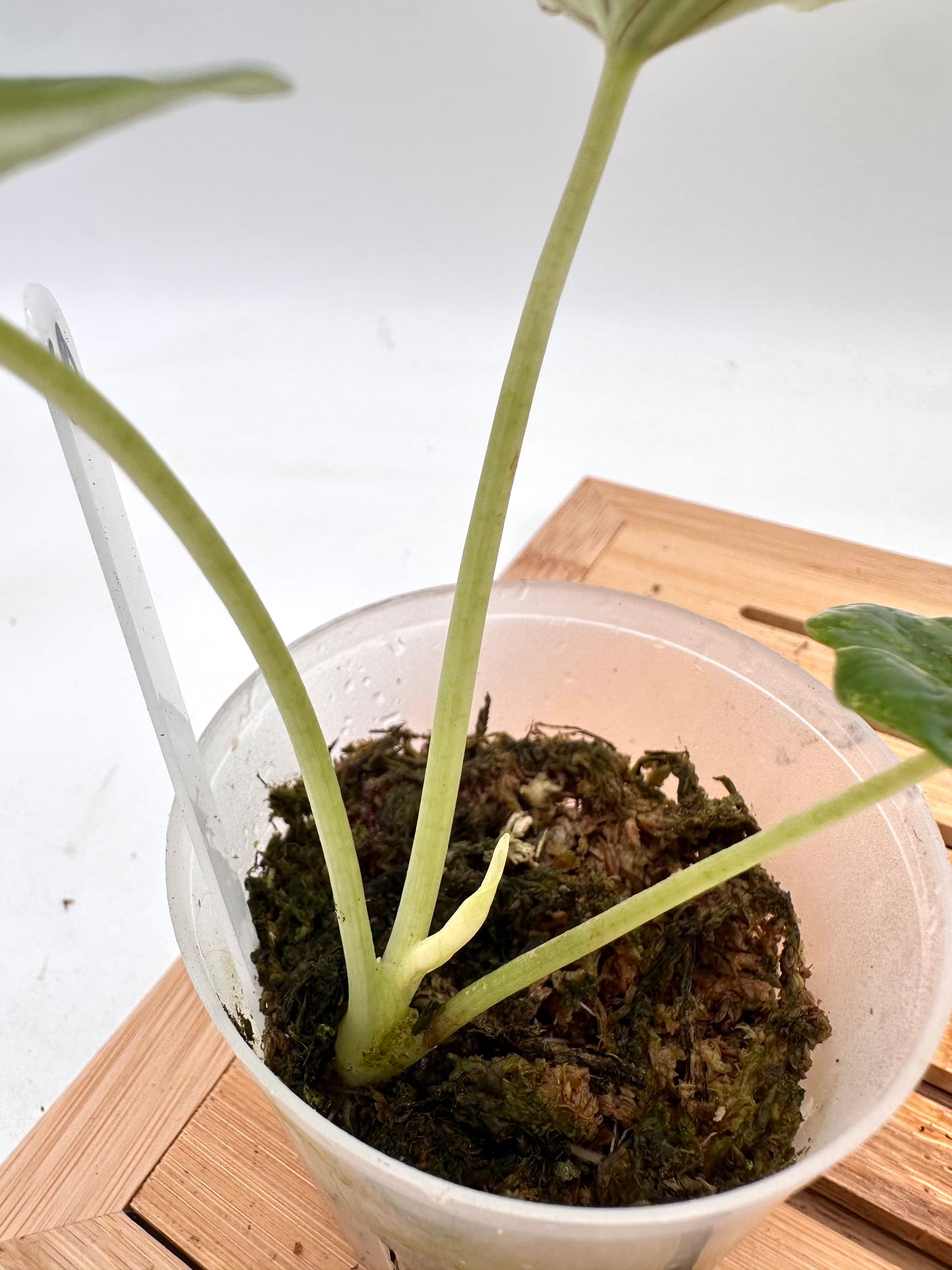 Alocasia Dragon Scale Albo Variegated