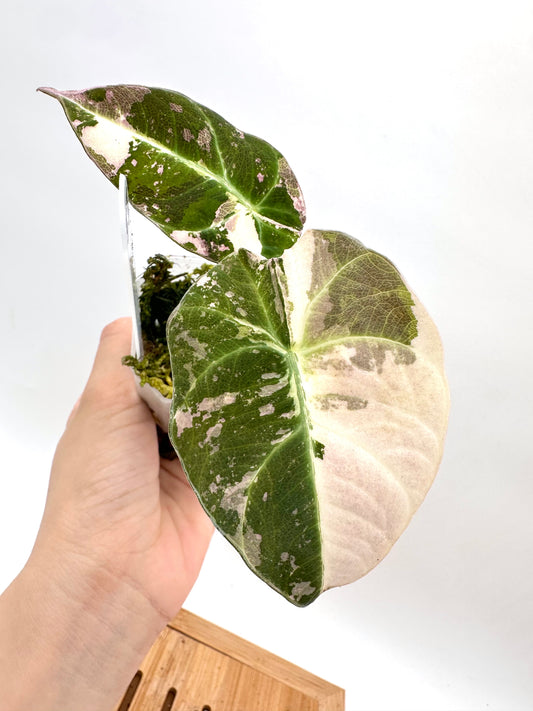 Alocasia Black Velvet Pink Albo Variegated