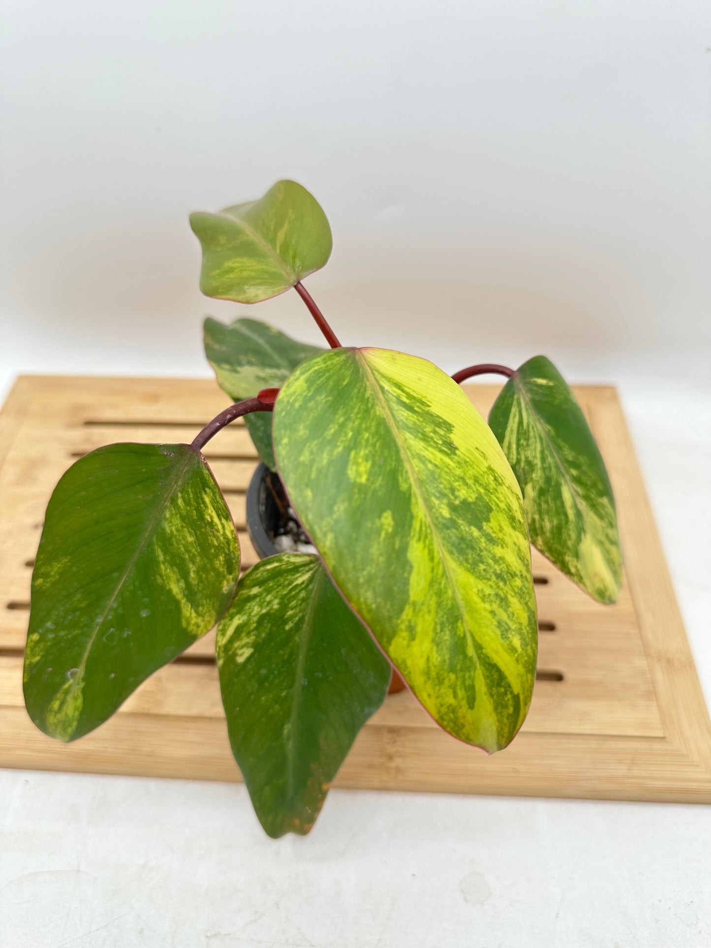 Philodendron Strawberry Shake Variegated