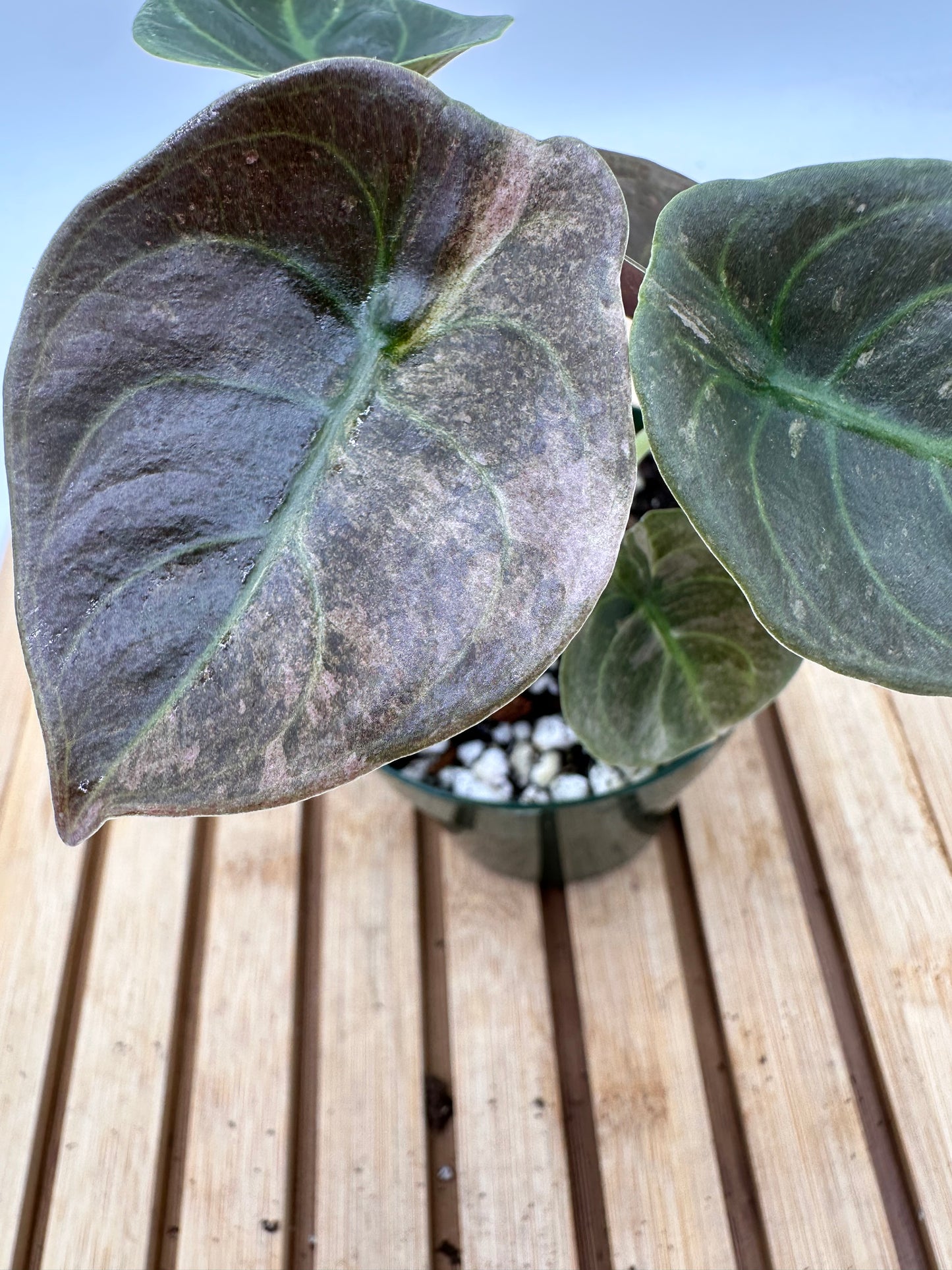 Thanksgiving Sales - Alocasia Cuprea Pink Mint Variegated