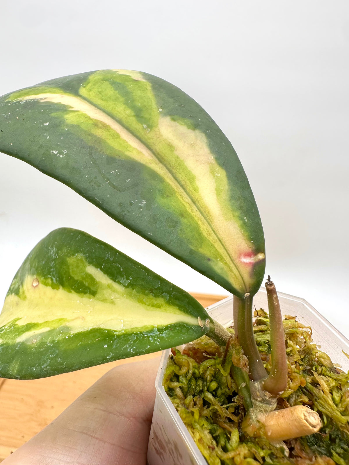 Hoya Diversifolia ‘Maharini’