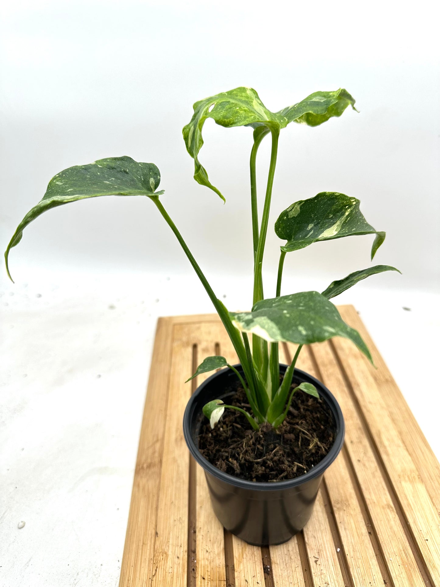 Monstera Miracle ‘Tri-Colour Mutated’