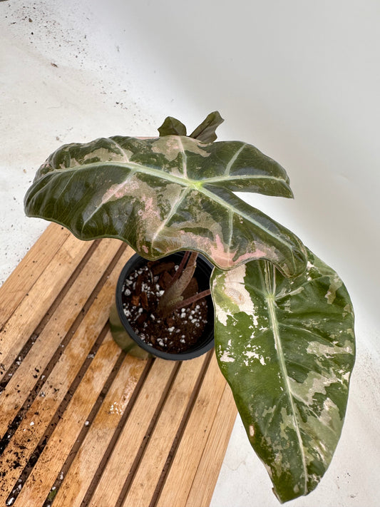 Alocasia Sanderiana Pink Variegated CORM