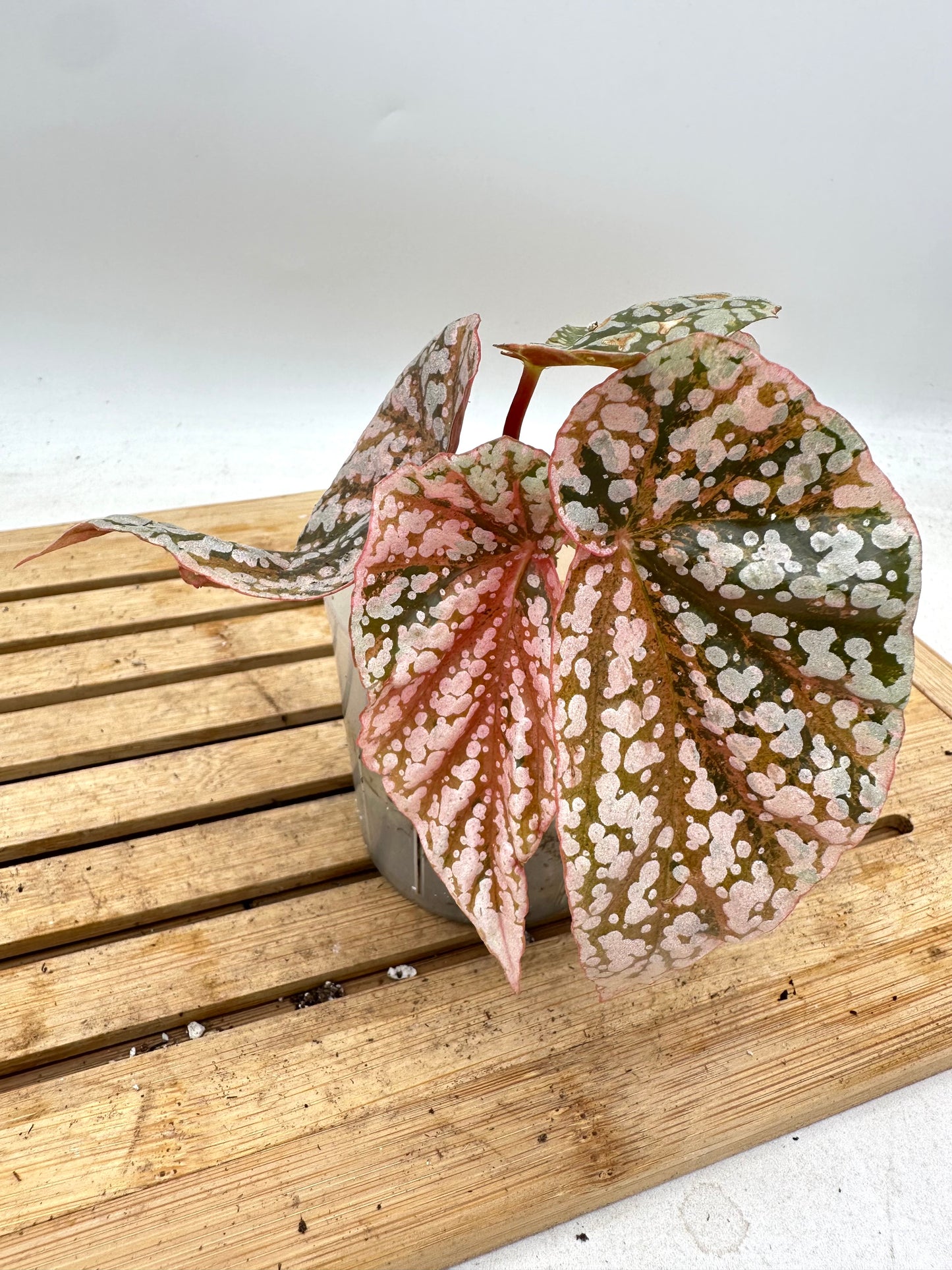 Begonia Snow Capped Variegated