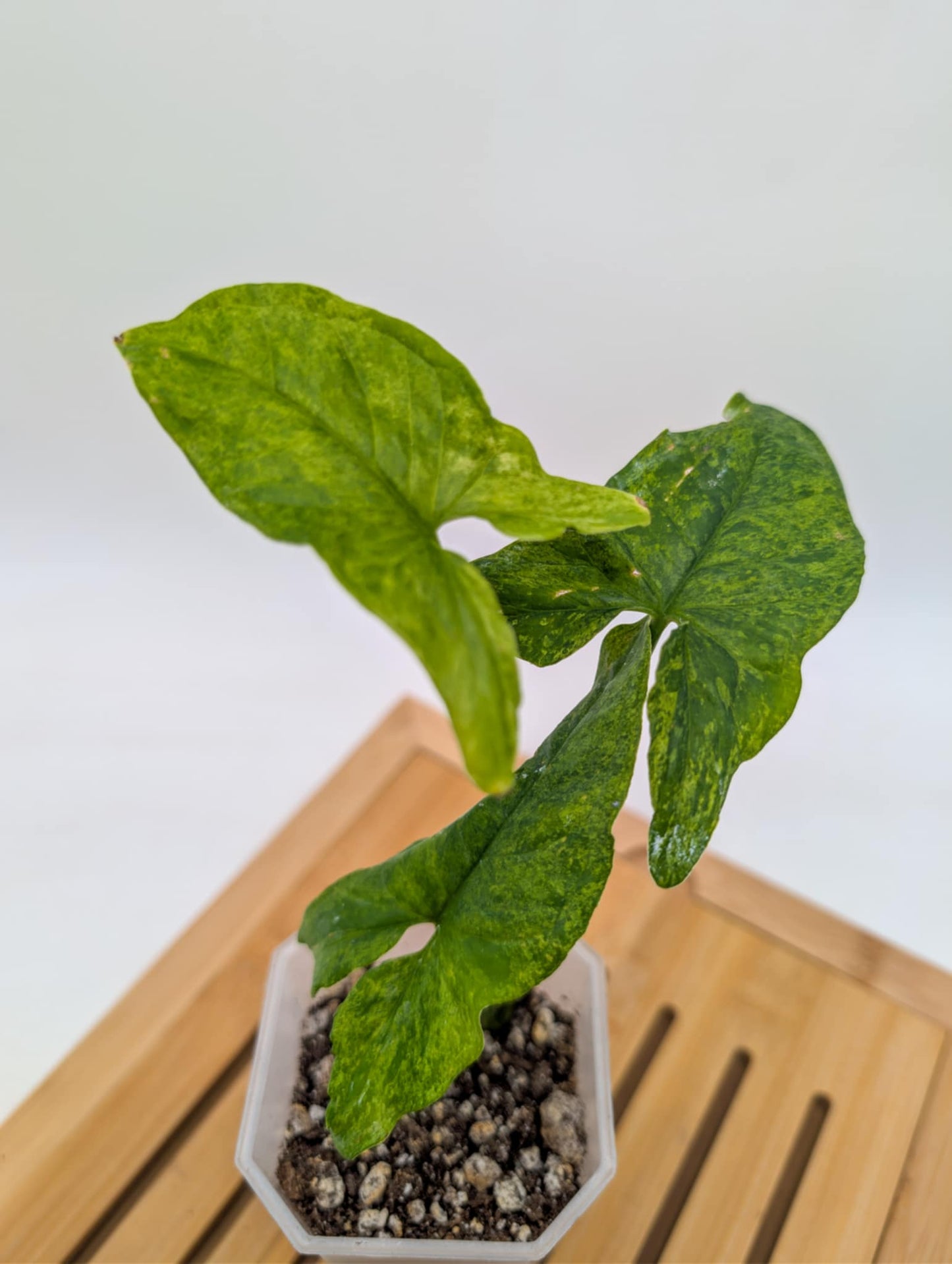 Syngonium Mojito