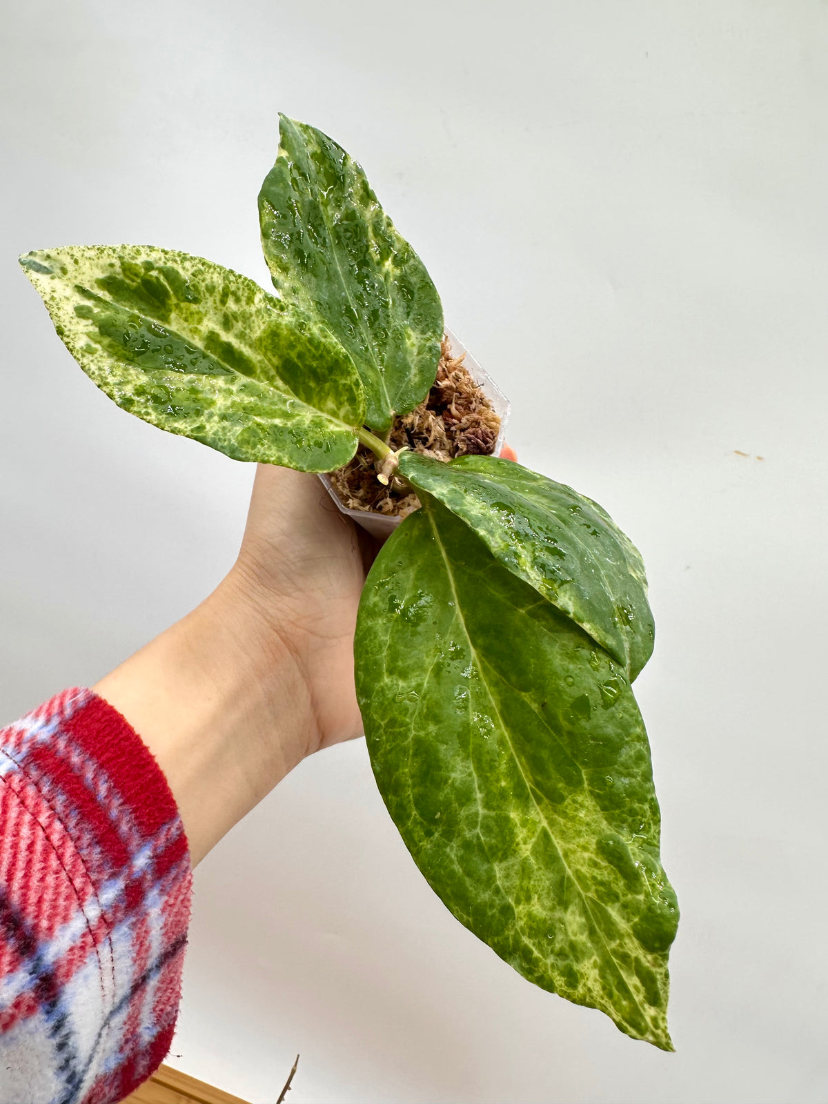 Hoya Cv Candy - Full Plant
