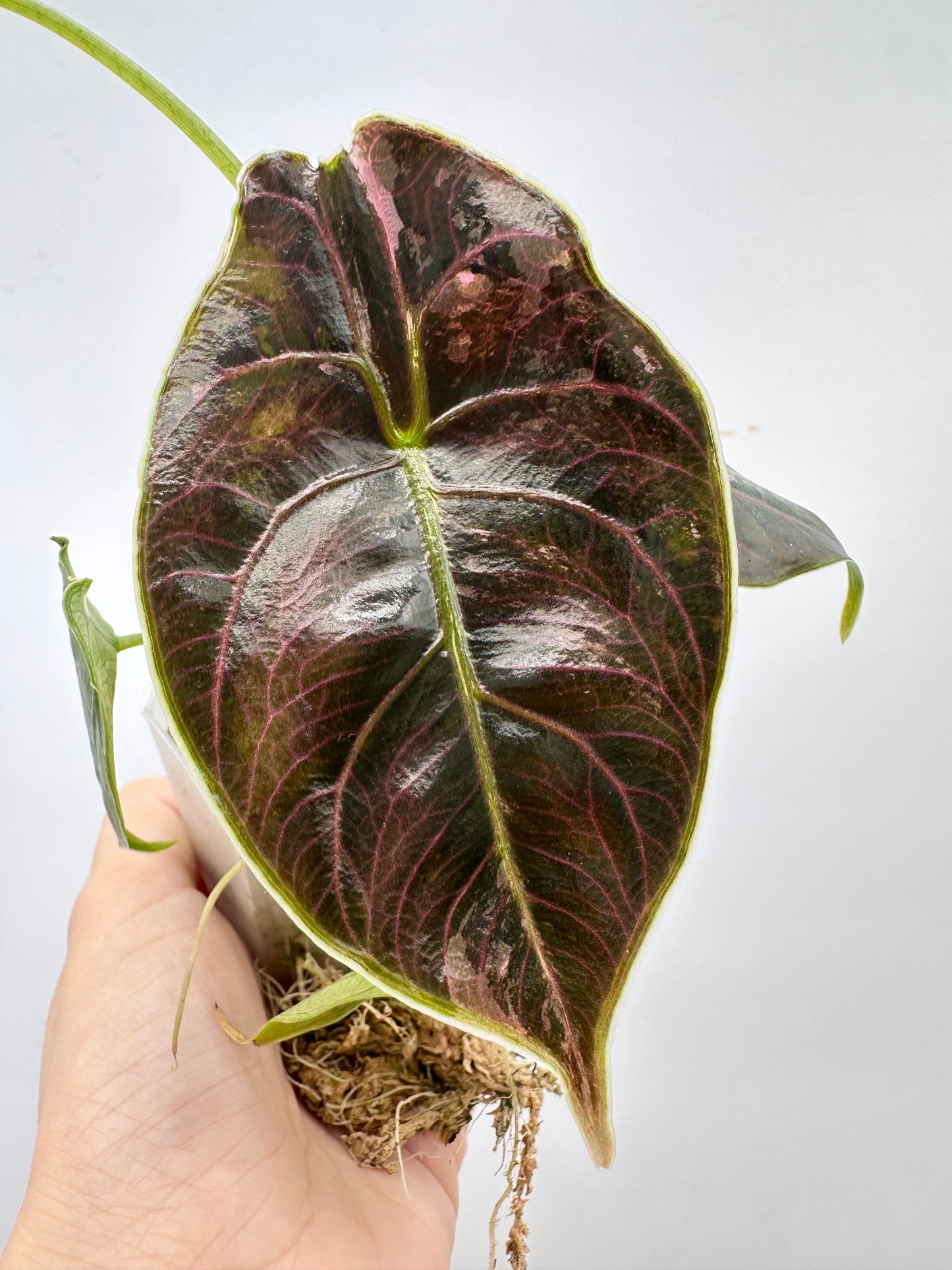 Alocasia Azlanii Albo Pink Variegated