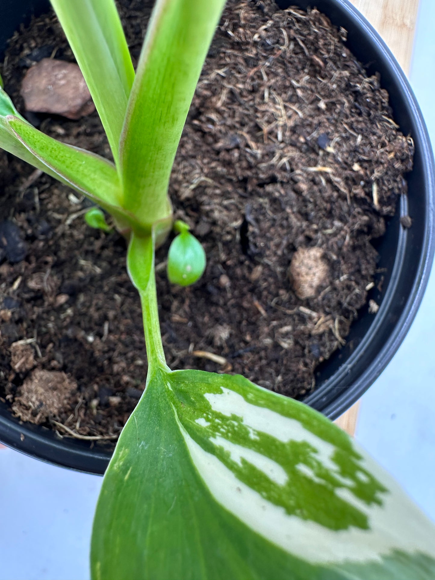 Homalonema Rubescens Variegated