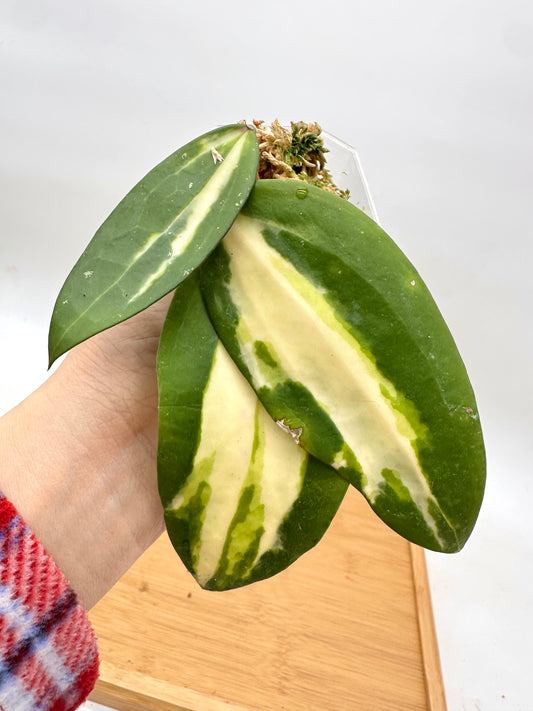 Hoya Verticillata ‘Acuta Inner Vaiegated’