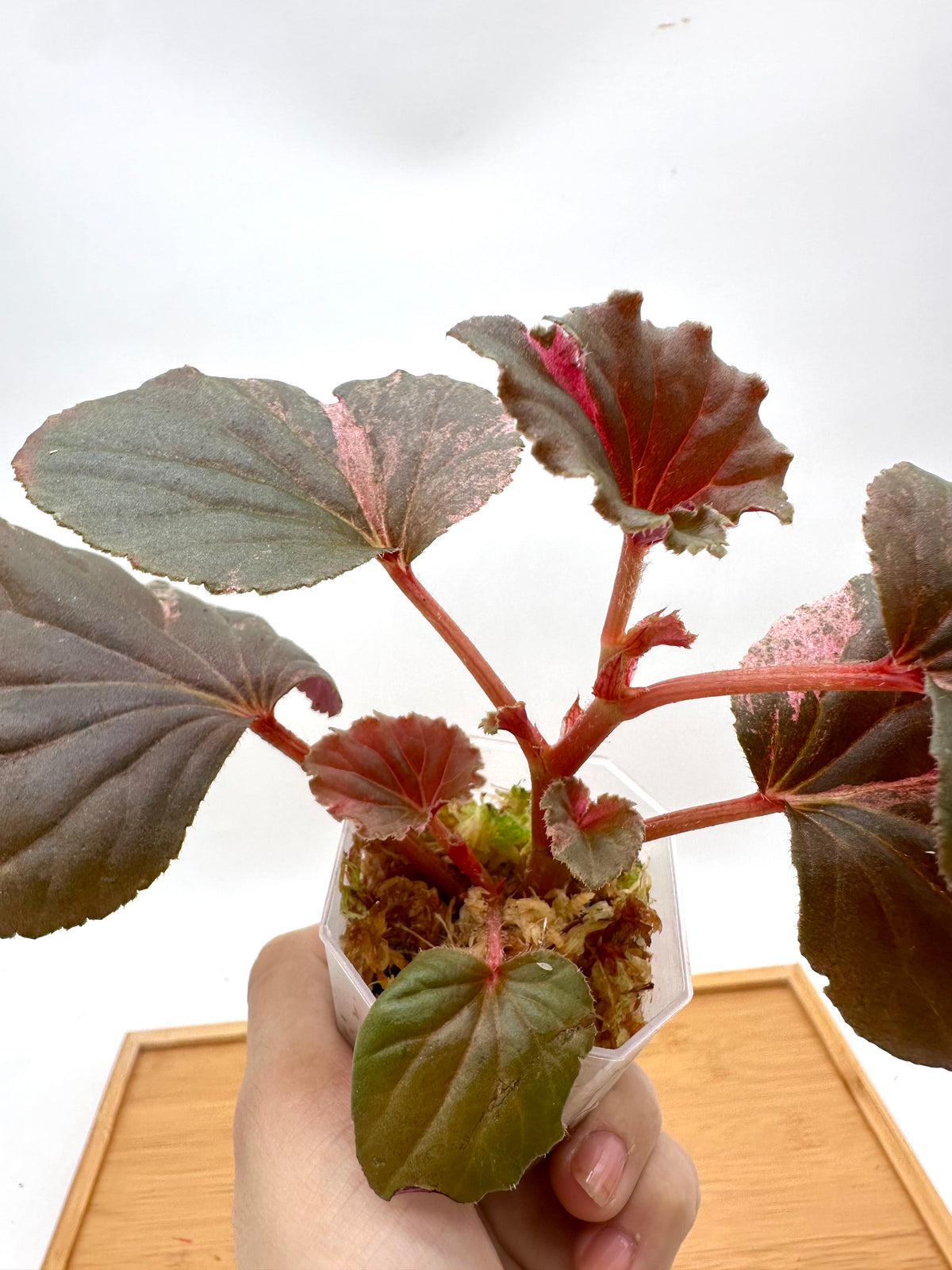 Begonia Cucullata Pink Variegated - 4+ Growths