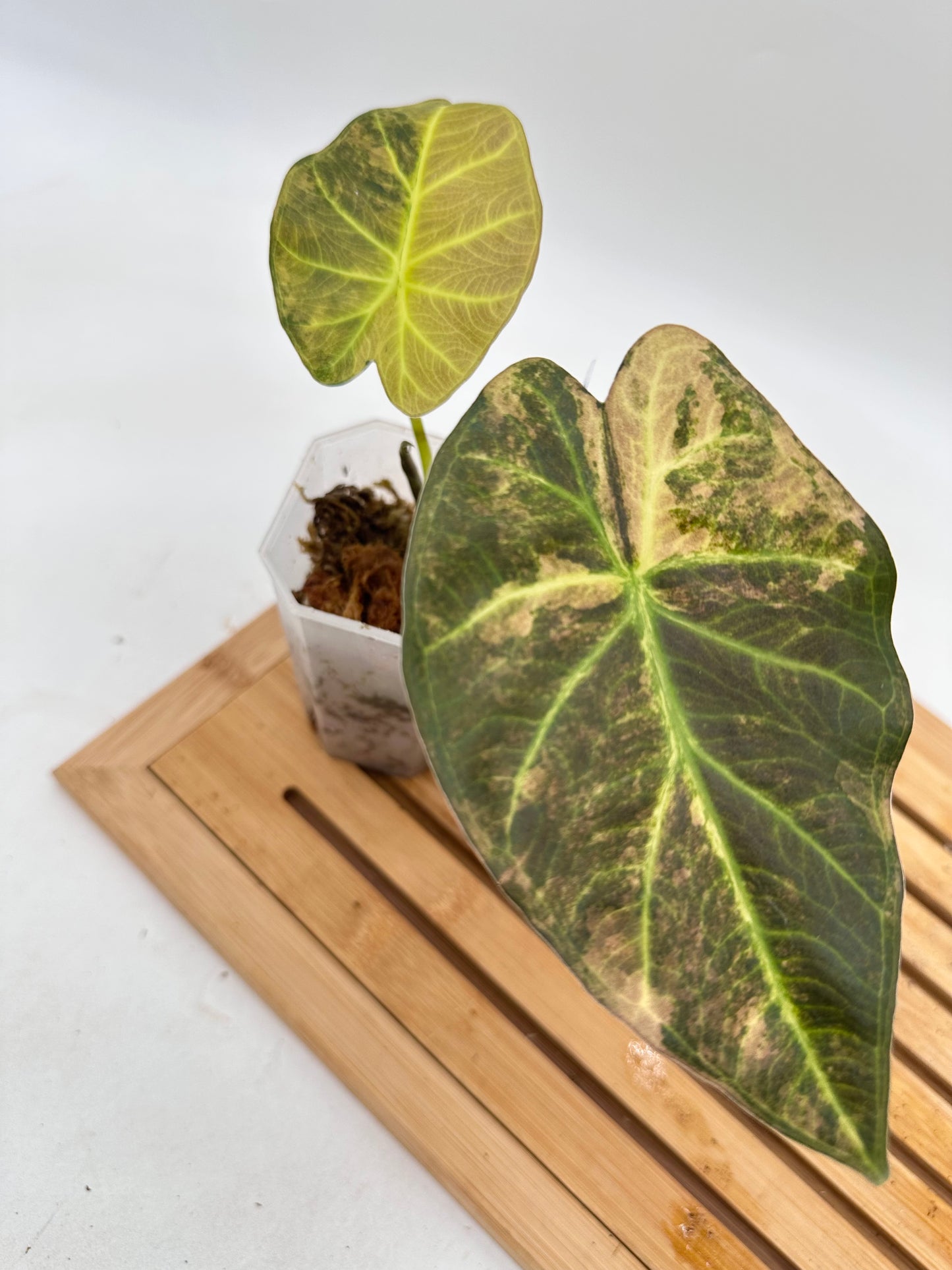 Alocasia Regal Shields Aurea Variegated 068