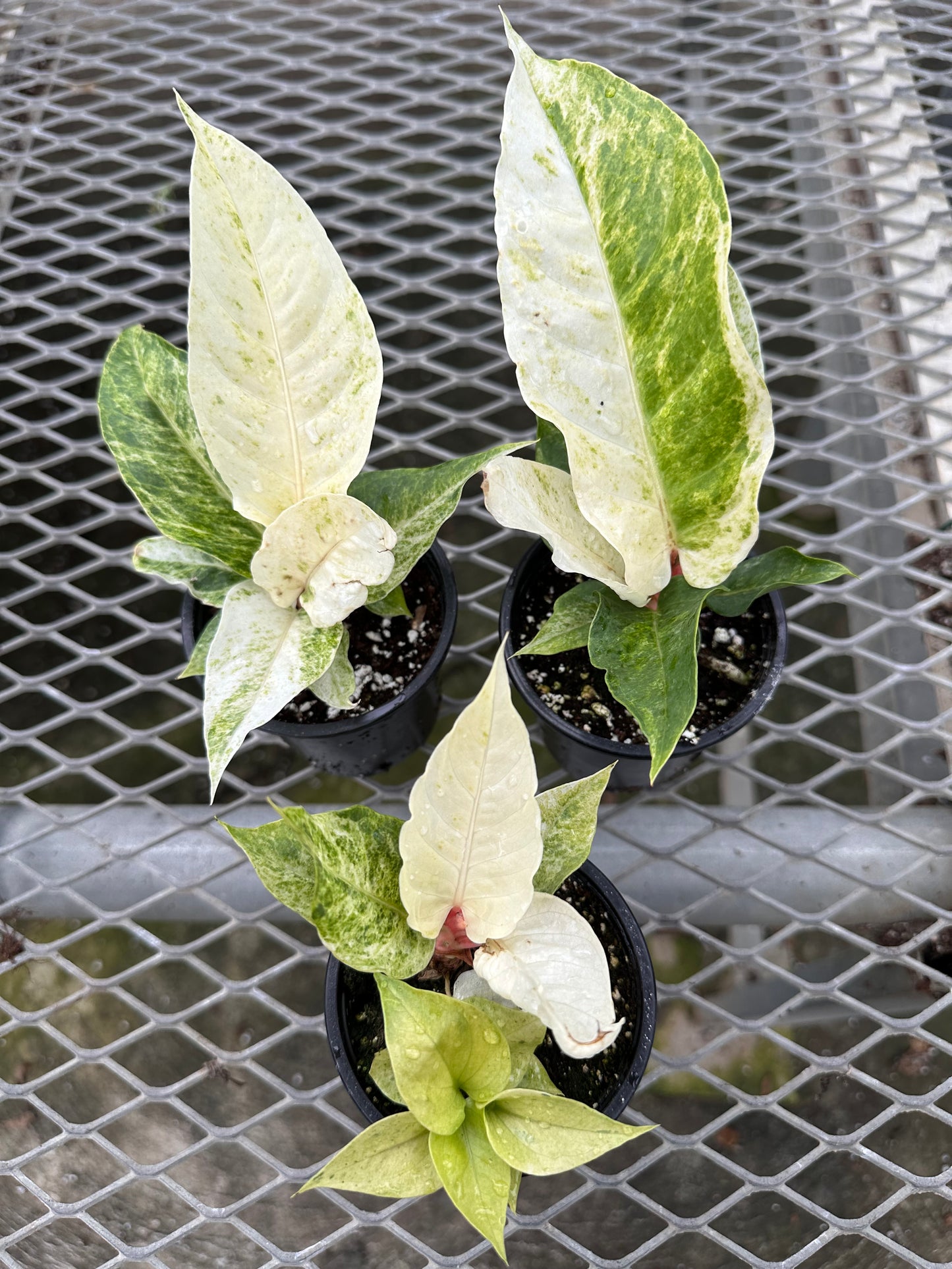 Thanksgiving Sales - Anthurium Hookeri Variegated