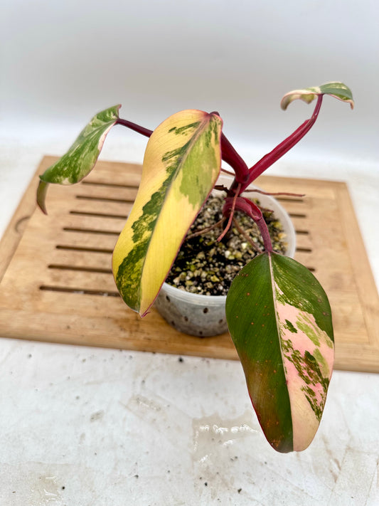 Philodendron Strawberry Shake Variegated