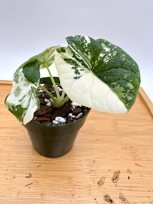 Alocasia Melo Albo Variegated