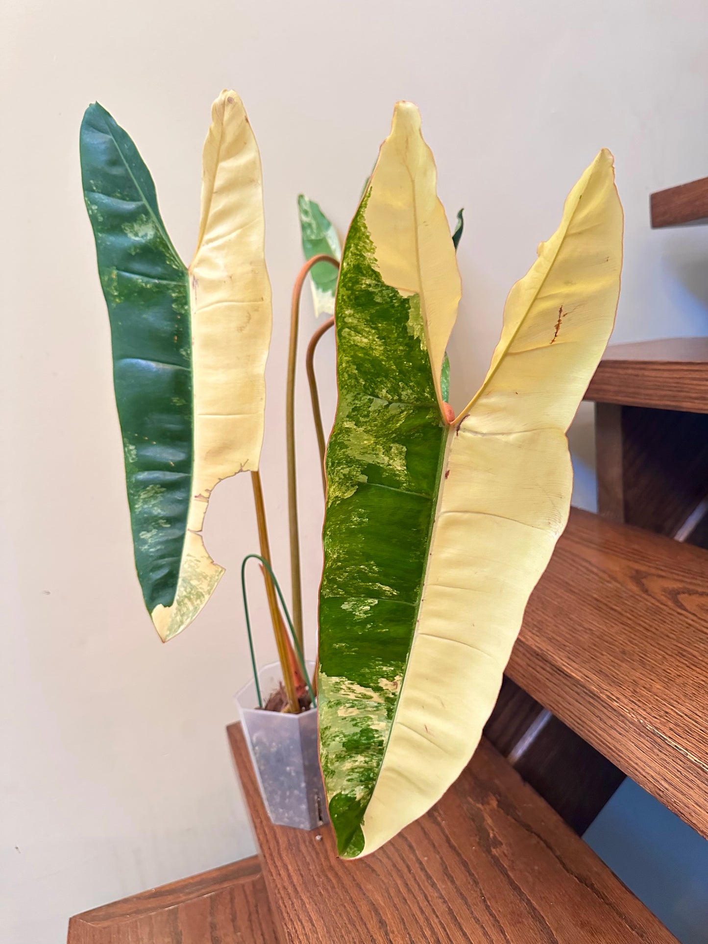 Philodendron Billietiae Variegated 01 - Size Large