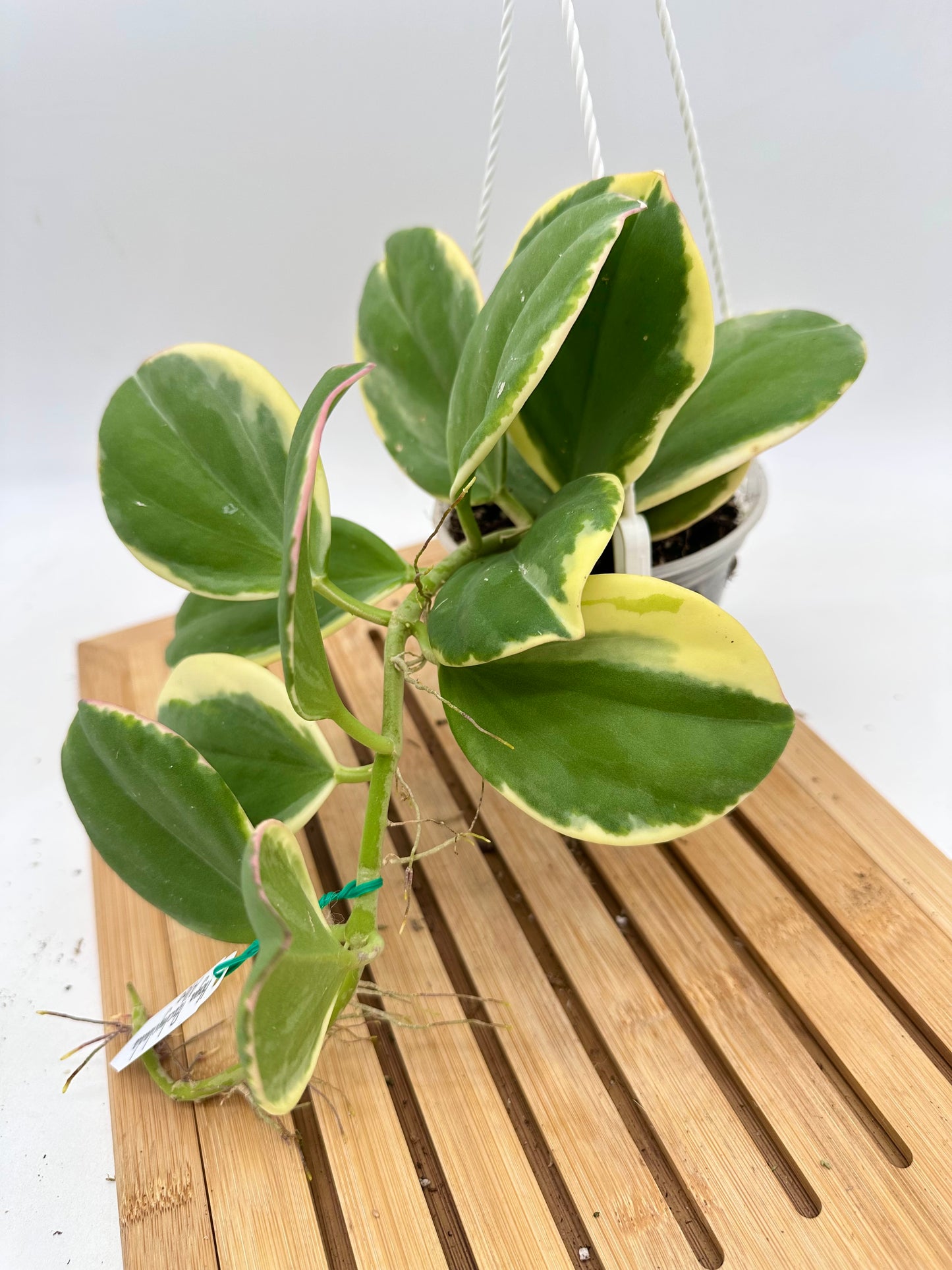 Hoya Pachyclada Albo Variegated