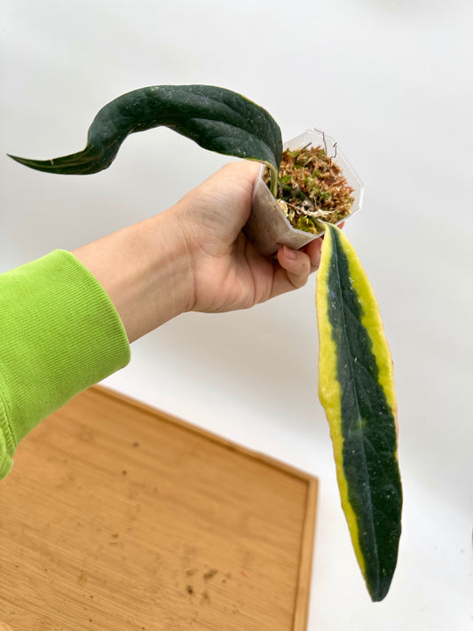 Hoya Sulawesiana Albo Variegated - With New Growth