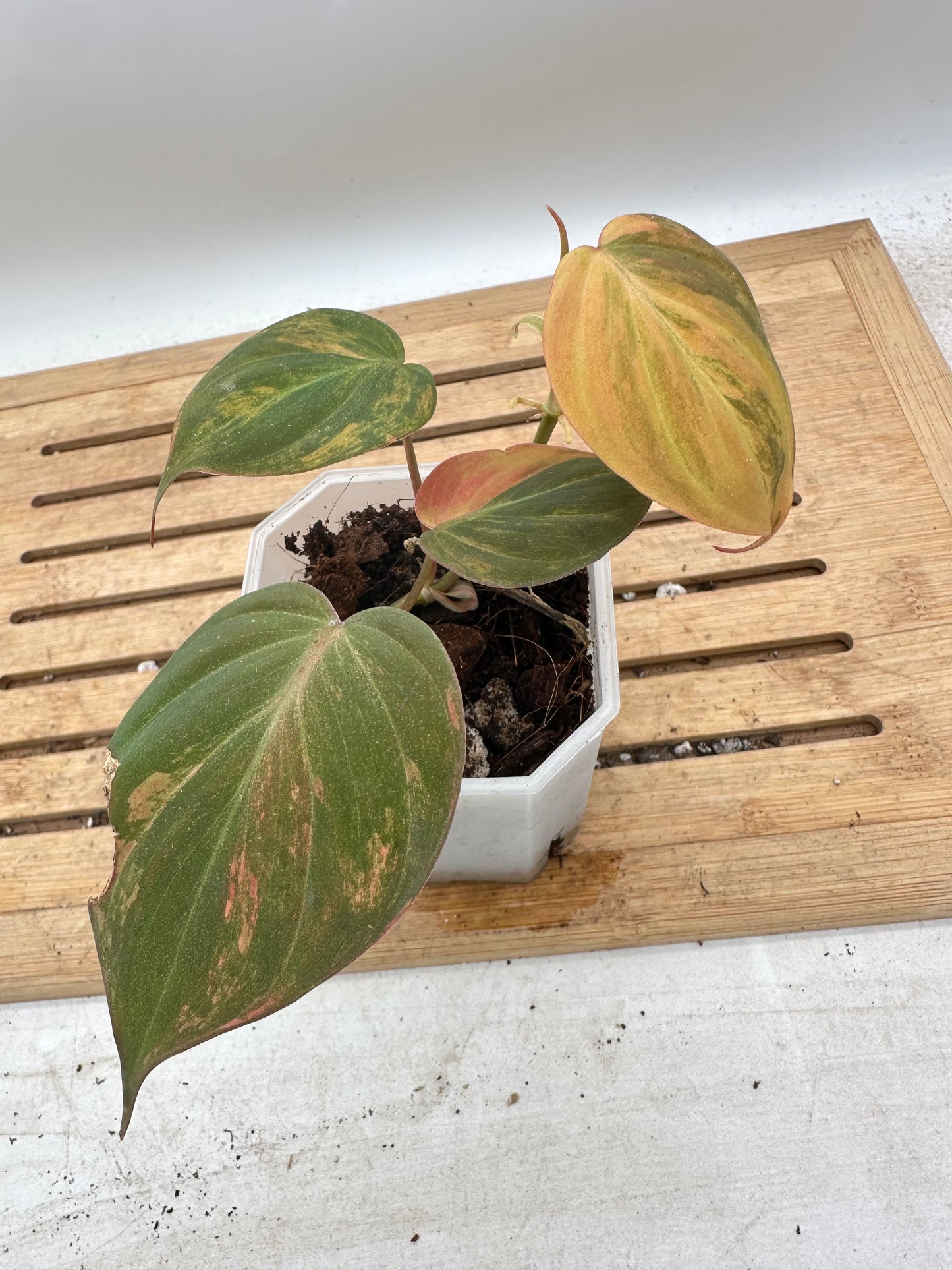 Philodendron Micans Variegated