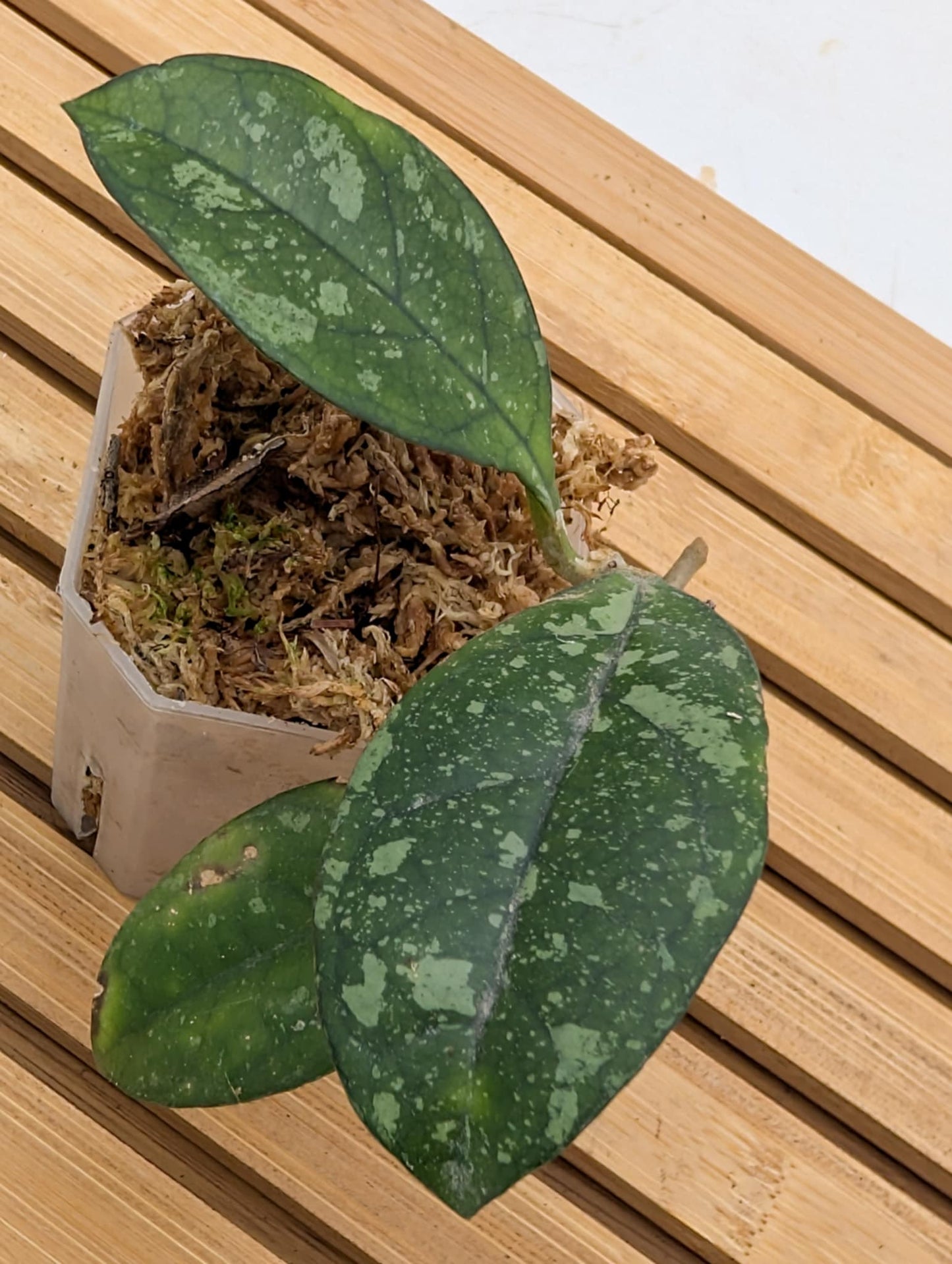 Hoya Crassipetiolata Splash