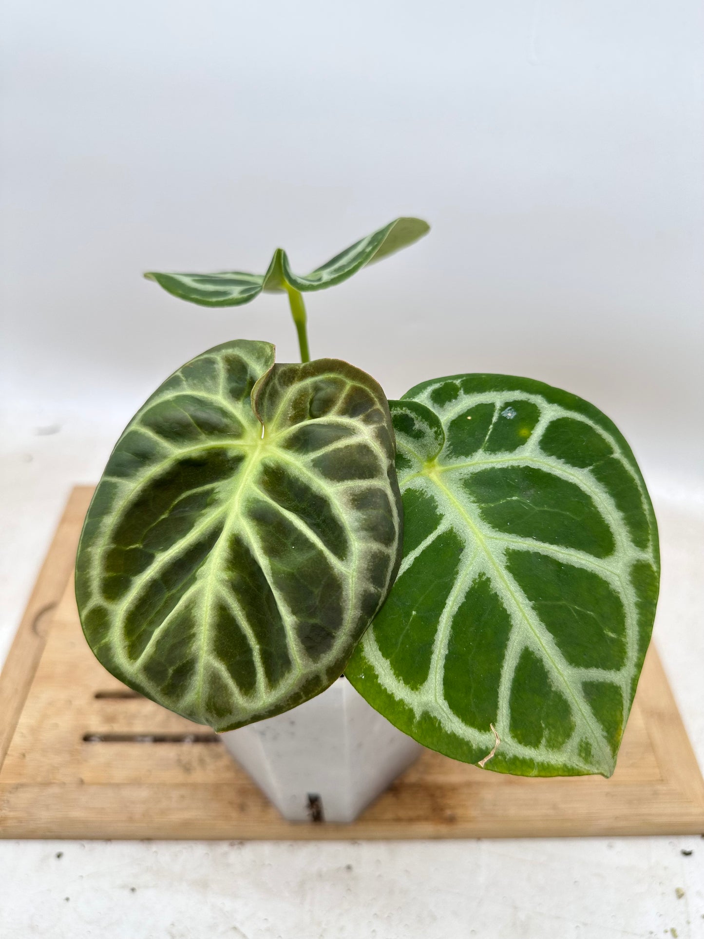 Anthurium Red Tiger - Good Size