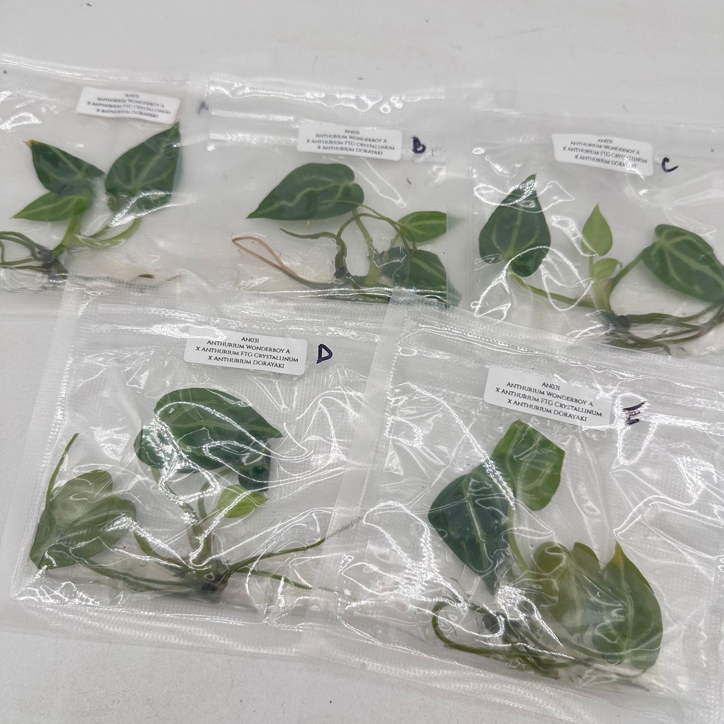 Tissue Culture - Anthurium Wonderboy A x FTG Crystallinum x Dorayaki