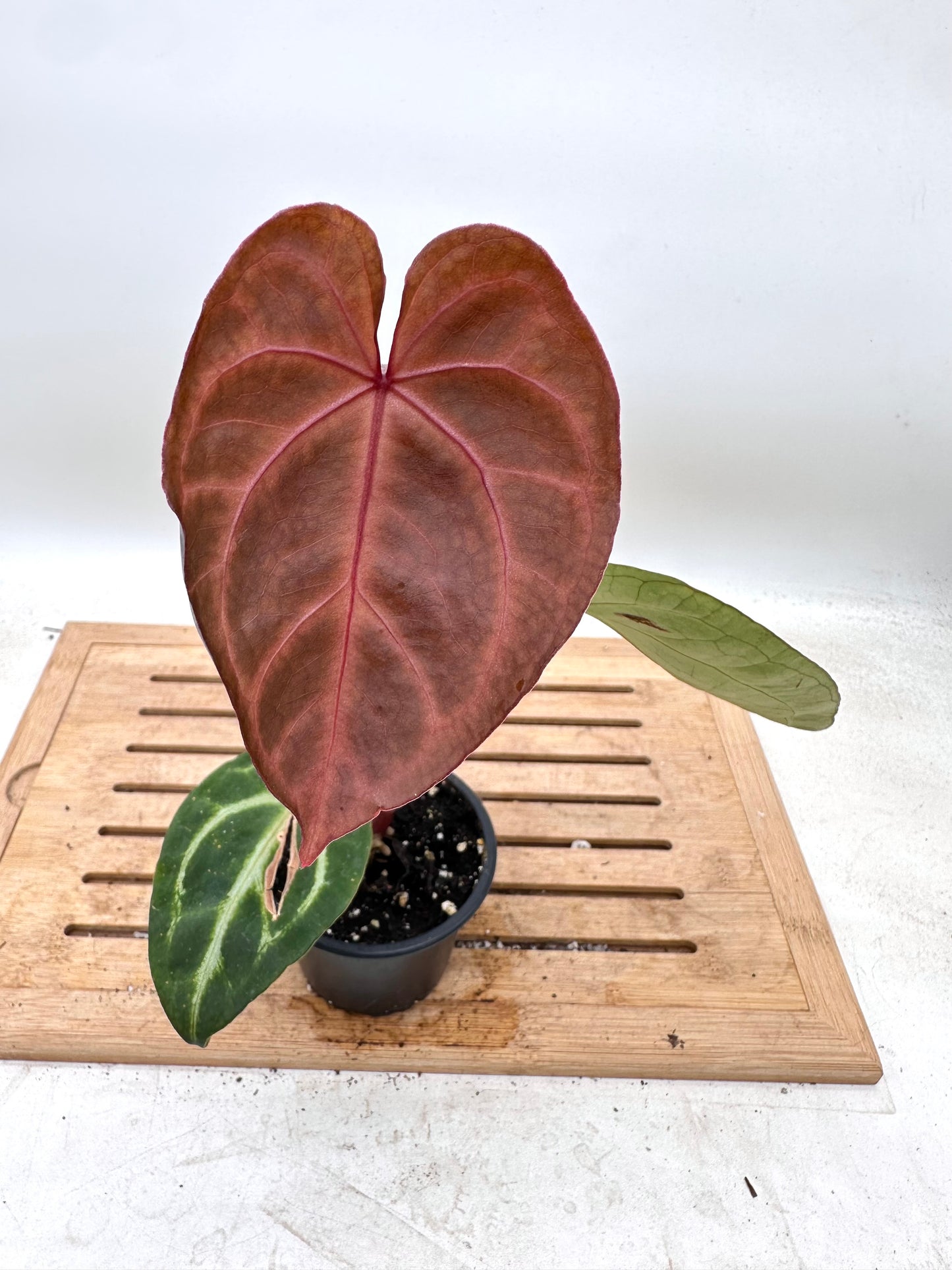 Anthurium Crystallinum Hybrid - Local Grown