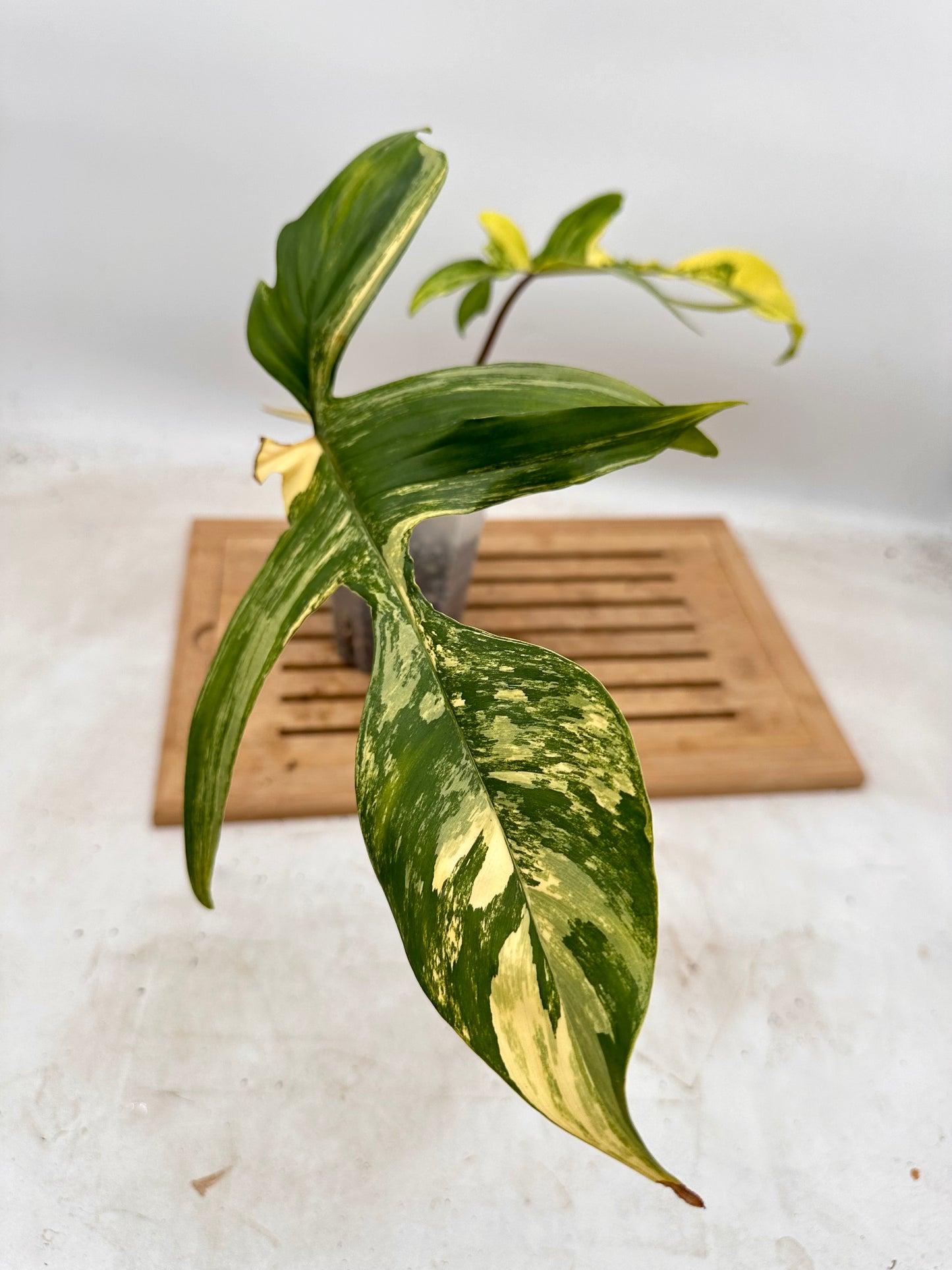 Philodendron Florida Beauty - August Sale