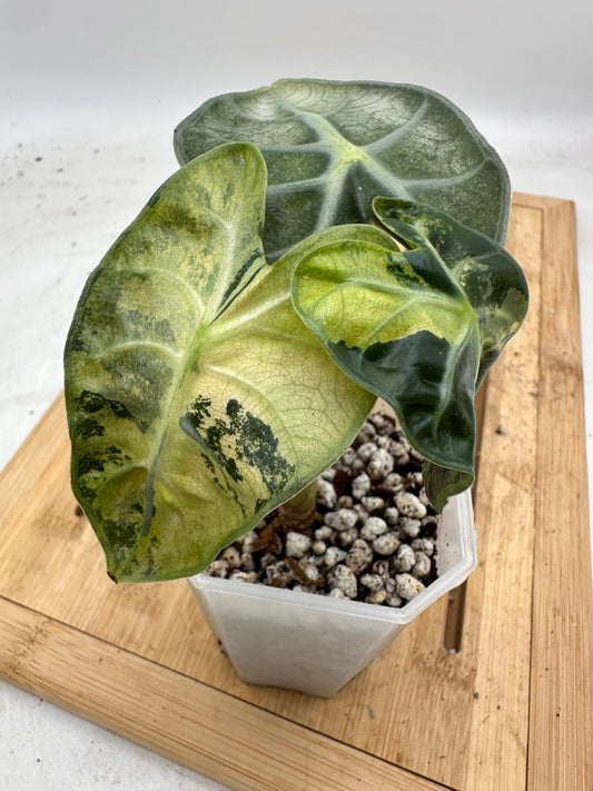 Alocasia Heart Balloon Variegated 🦄
