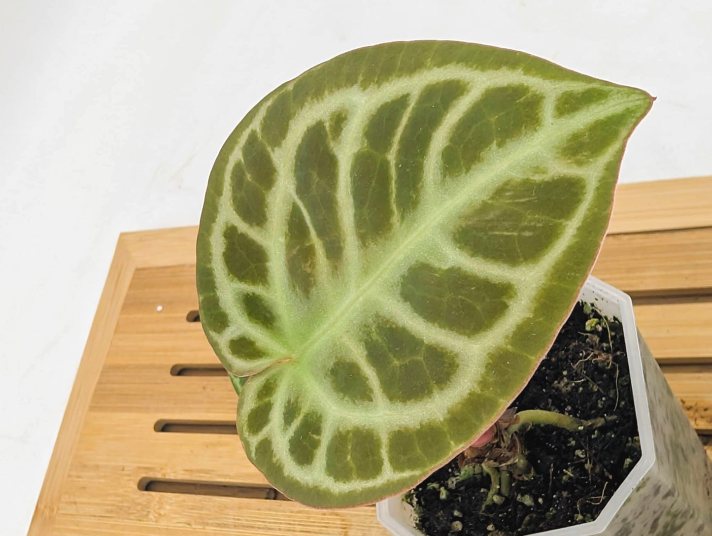 Anthurium ‘Red Tiger’