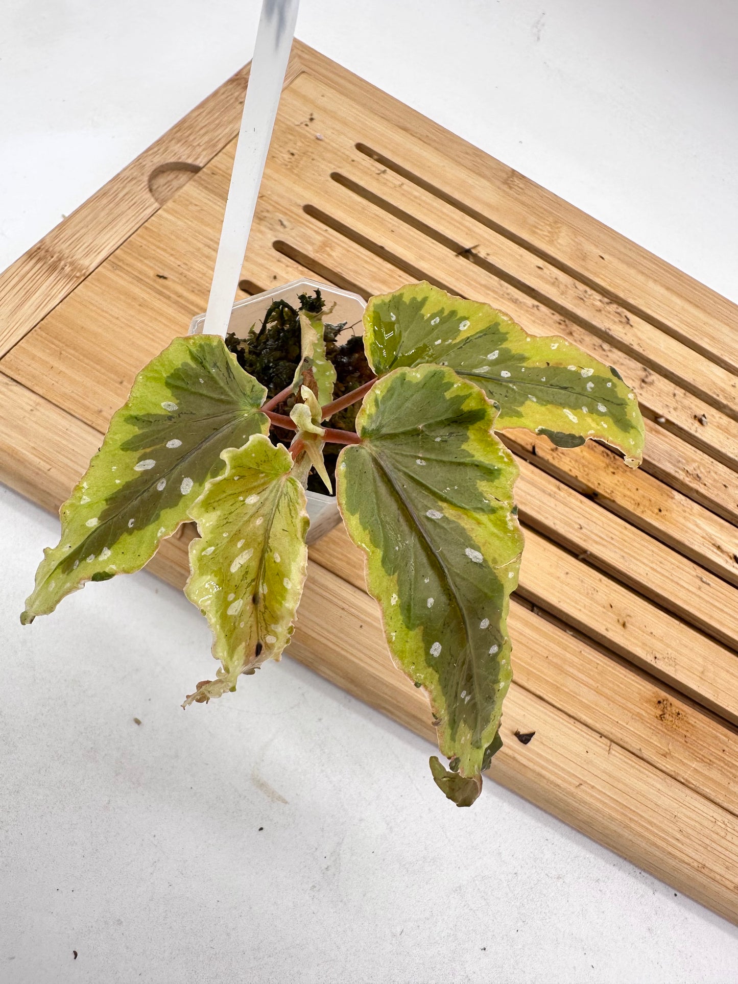 Begonia Dainty Spray Variegated