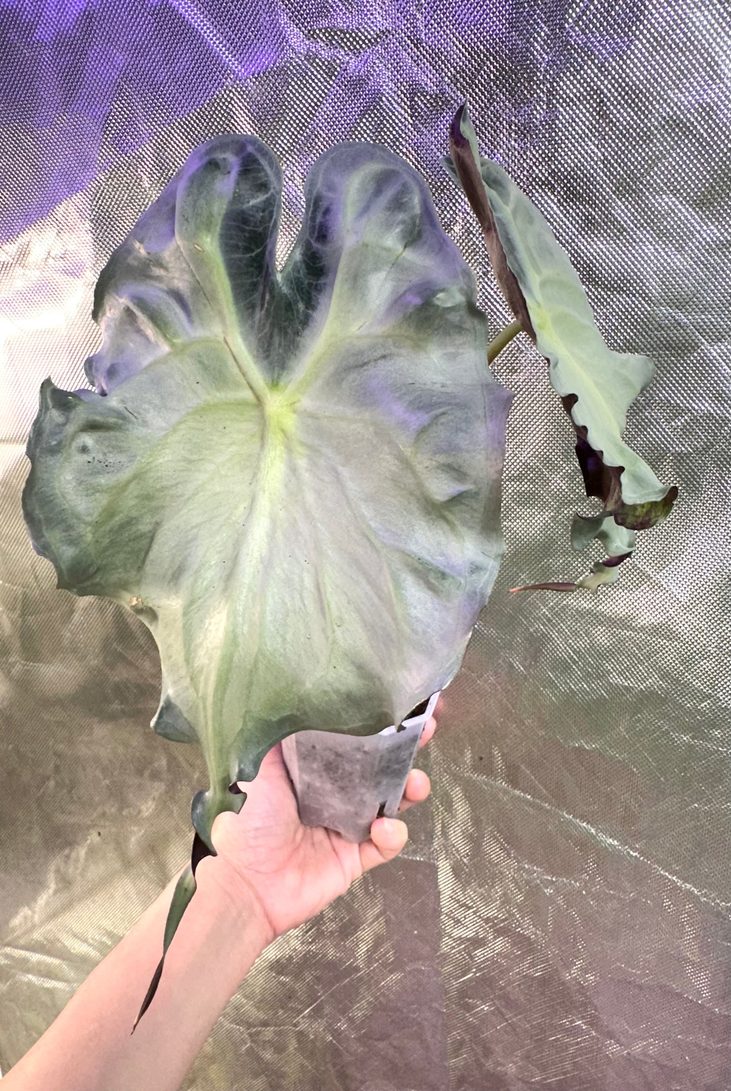Alocasia Venom - Good Size