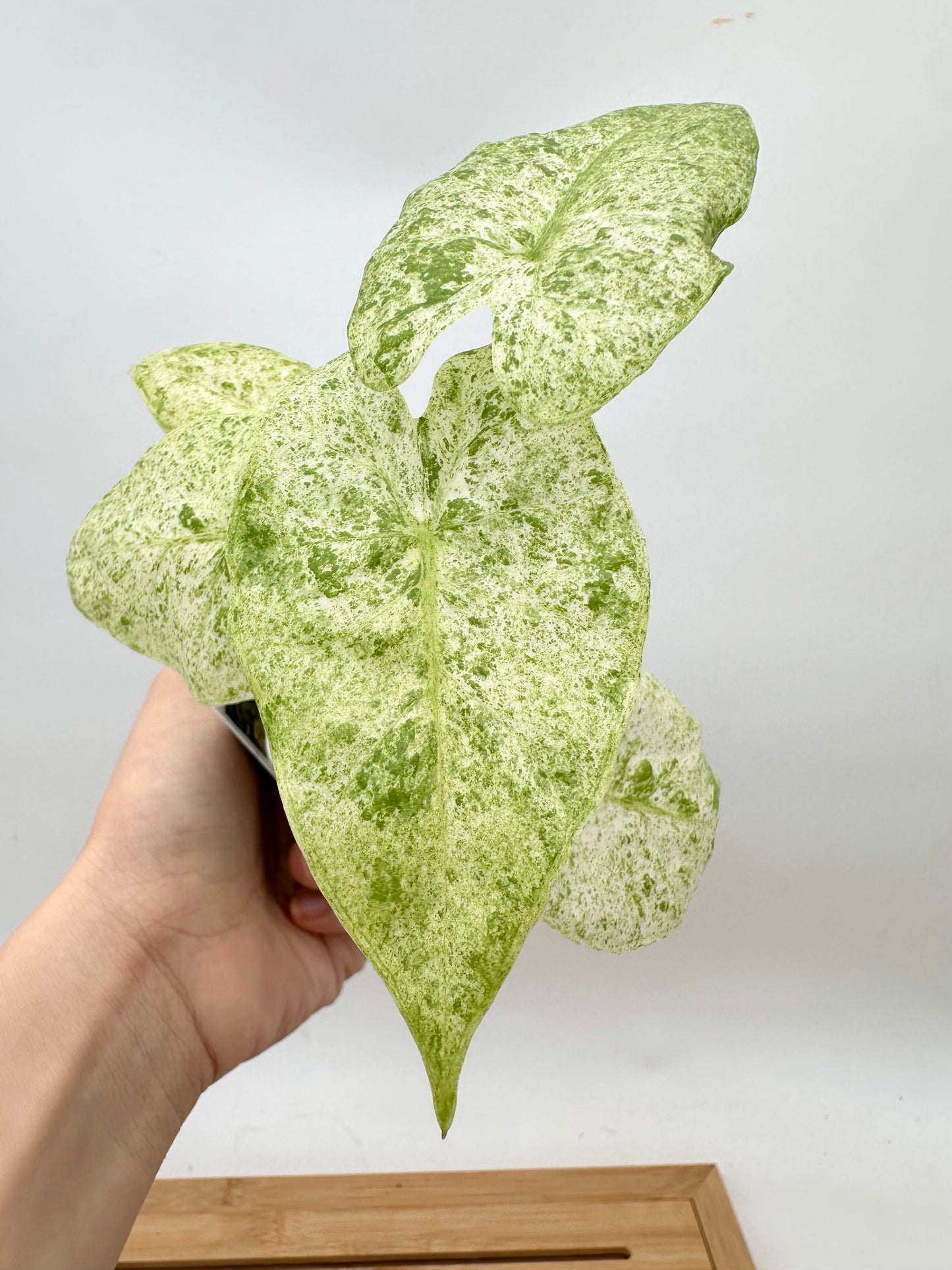 Alocasia Odora Batik