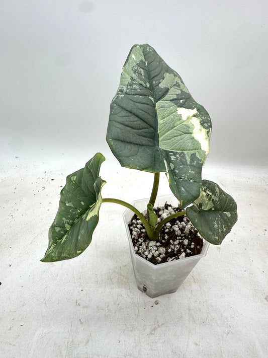 Alocasia Platinum Albo Variegated 🦄