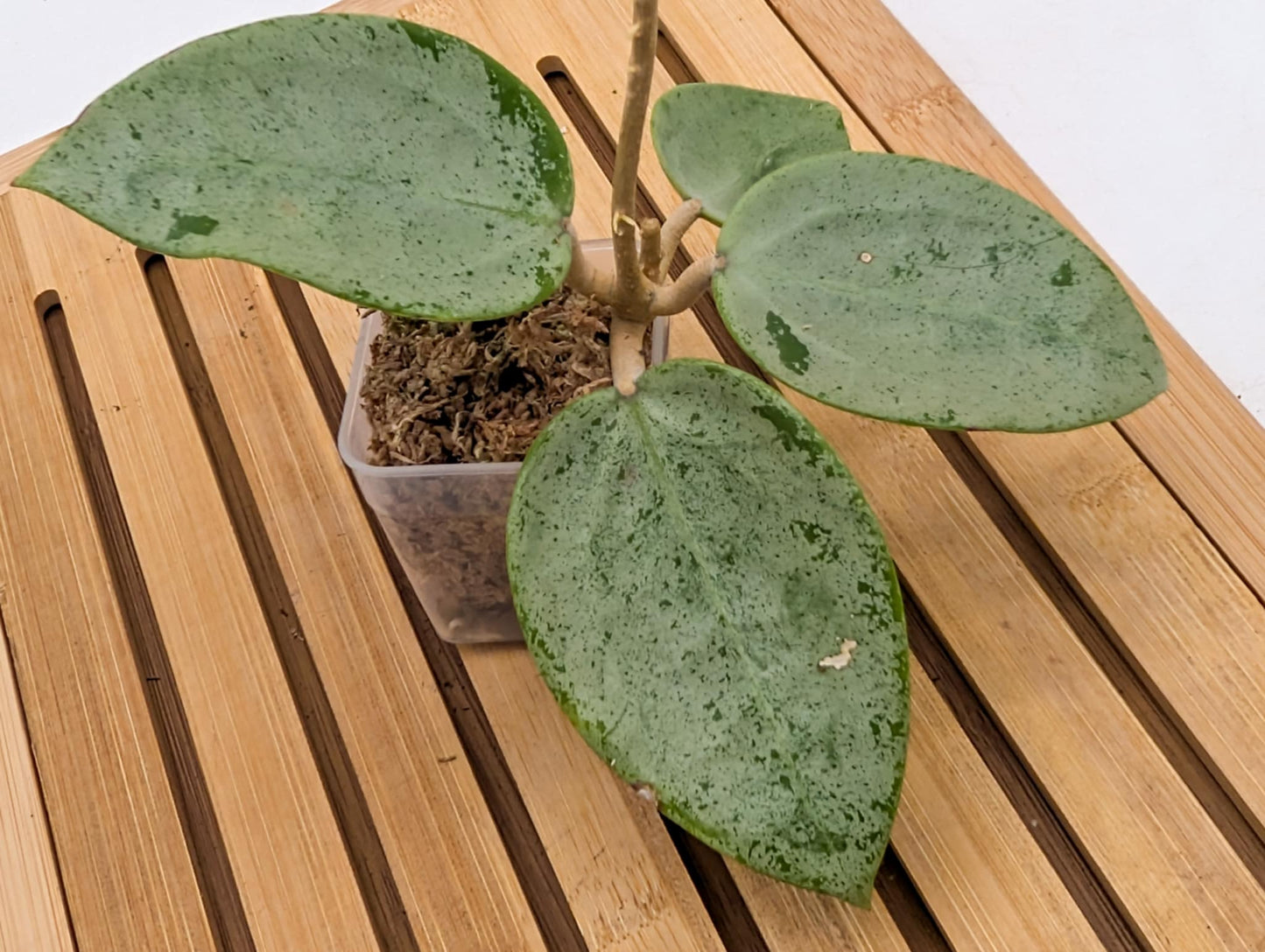 Hoya Verticillata ‘Silver Hearts’