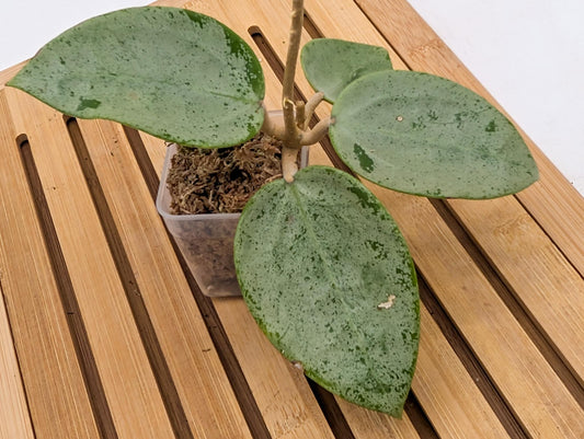 Hoya Verticillata ‘Silver Hearts’