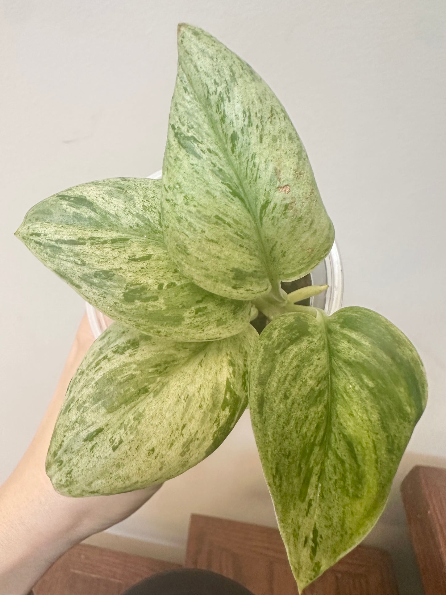 Scindapsus Superstar