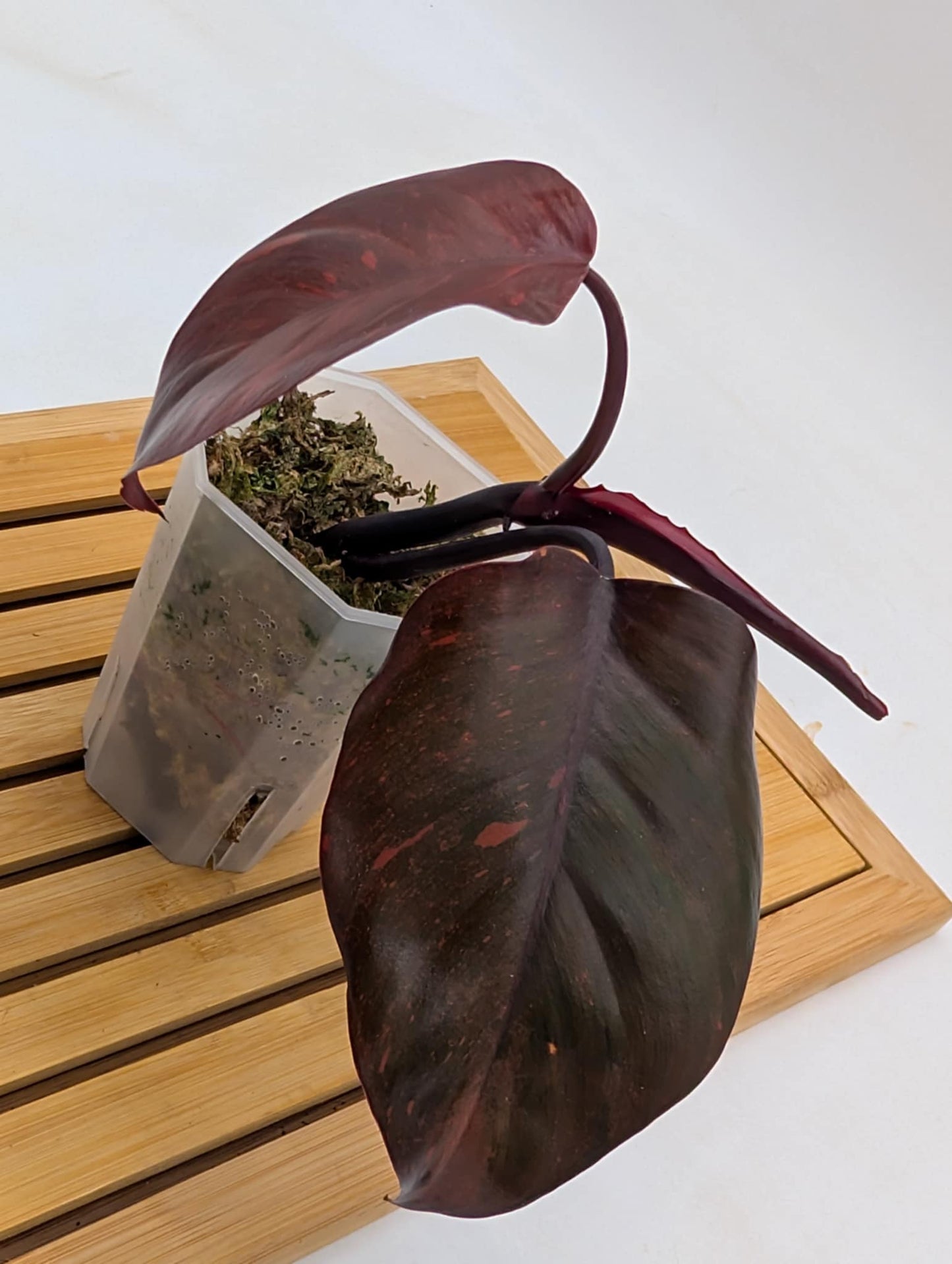 Philodendron Orange Princess Variegated