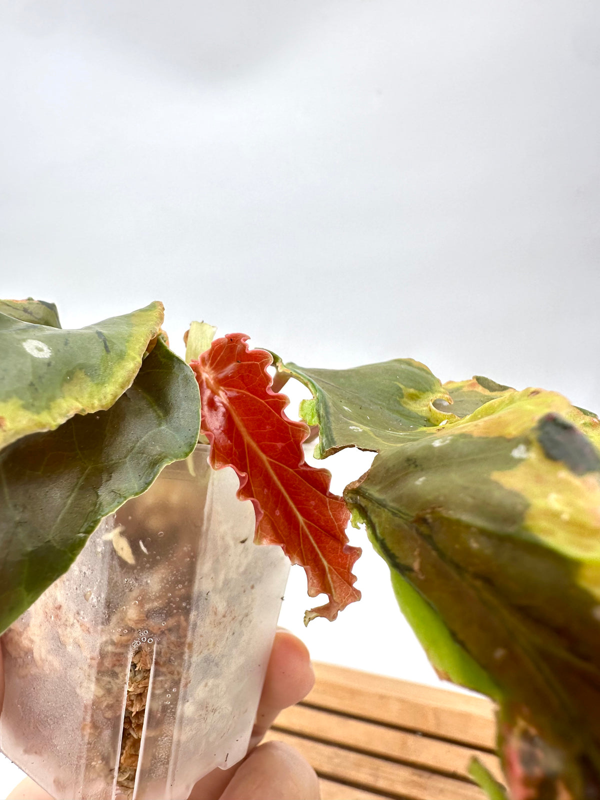 Begonia Sport Dainty Spray Variegated