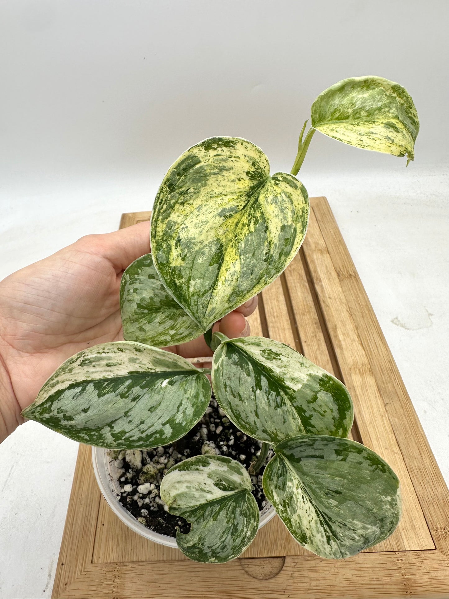 Scindapsus Peasun Variegated (Good Size)