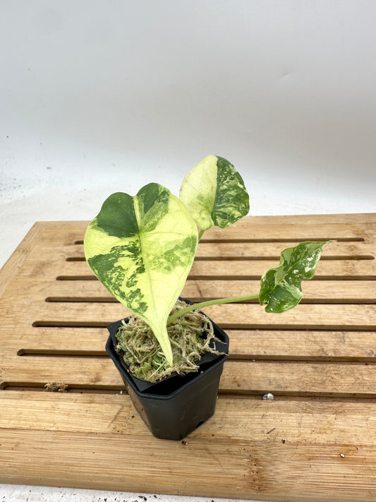 Alocasia Dragon Scale Variegated
